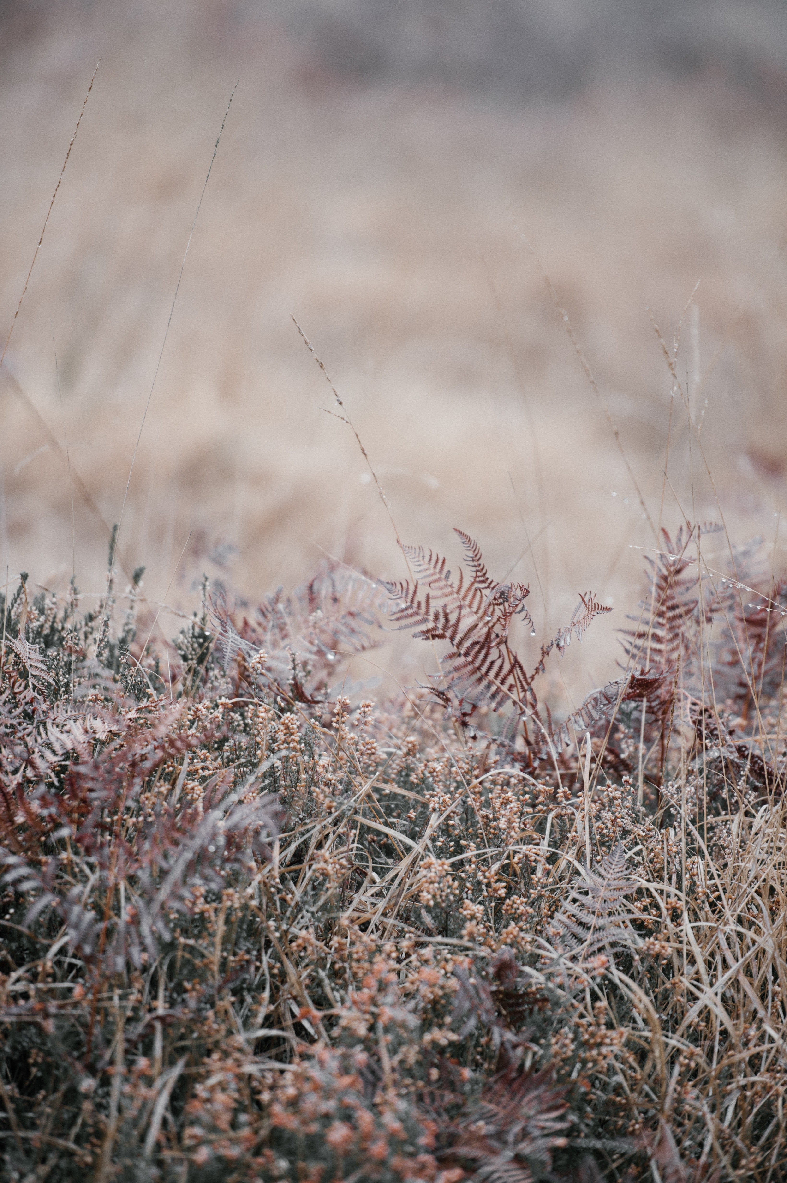 foggy ferns 4k, Phone HD Wallpaper