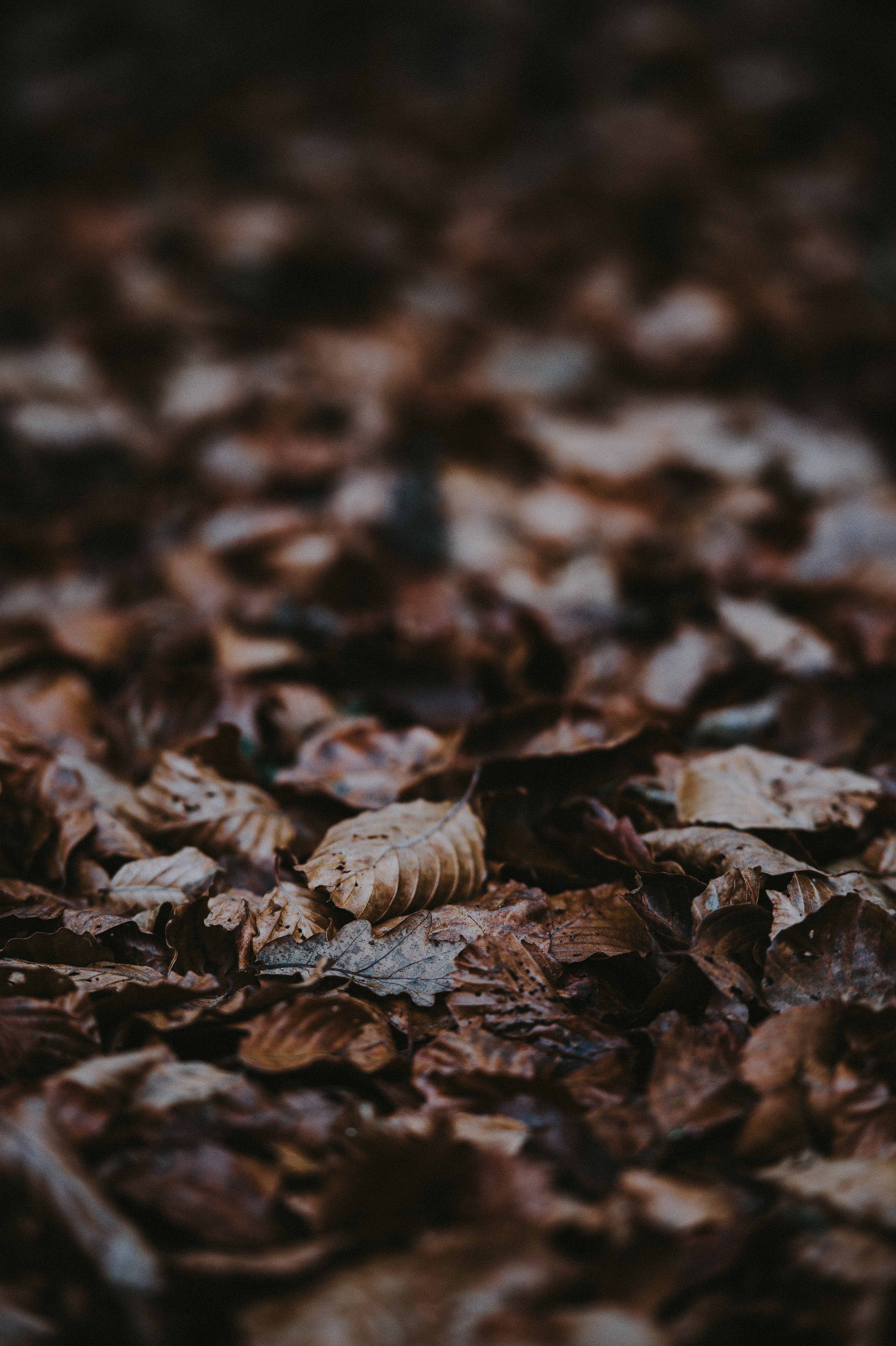 crunchy leaves 4k, Phone HD Wallpaper