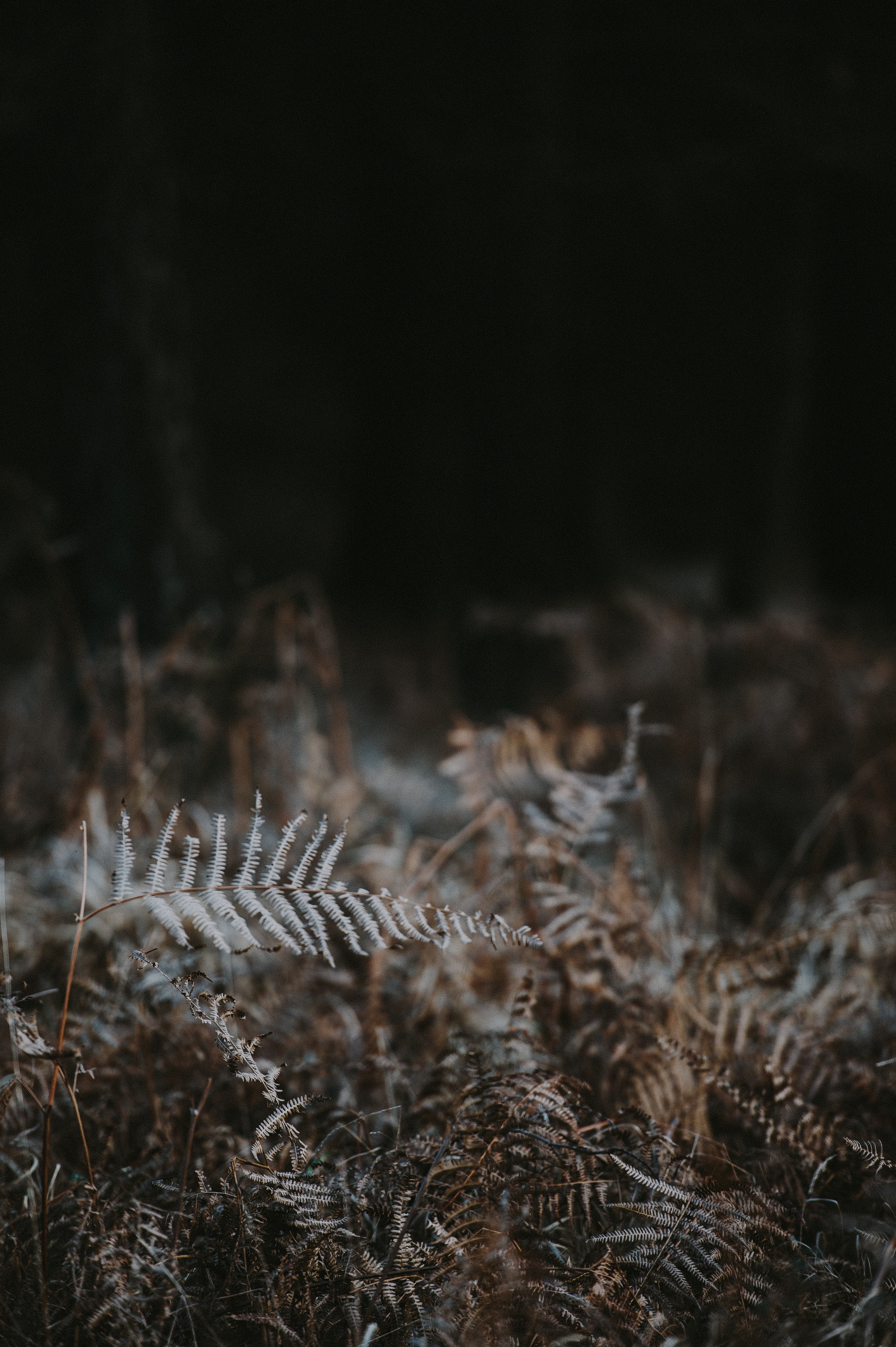 ferns 4k, Phone HD Wallpaper