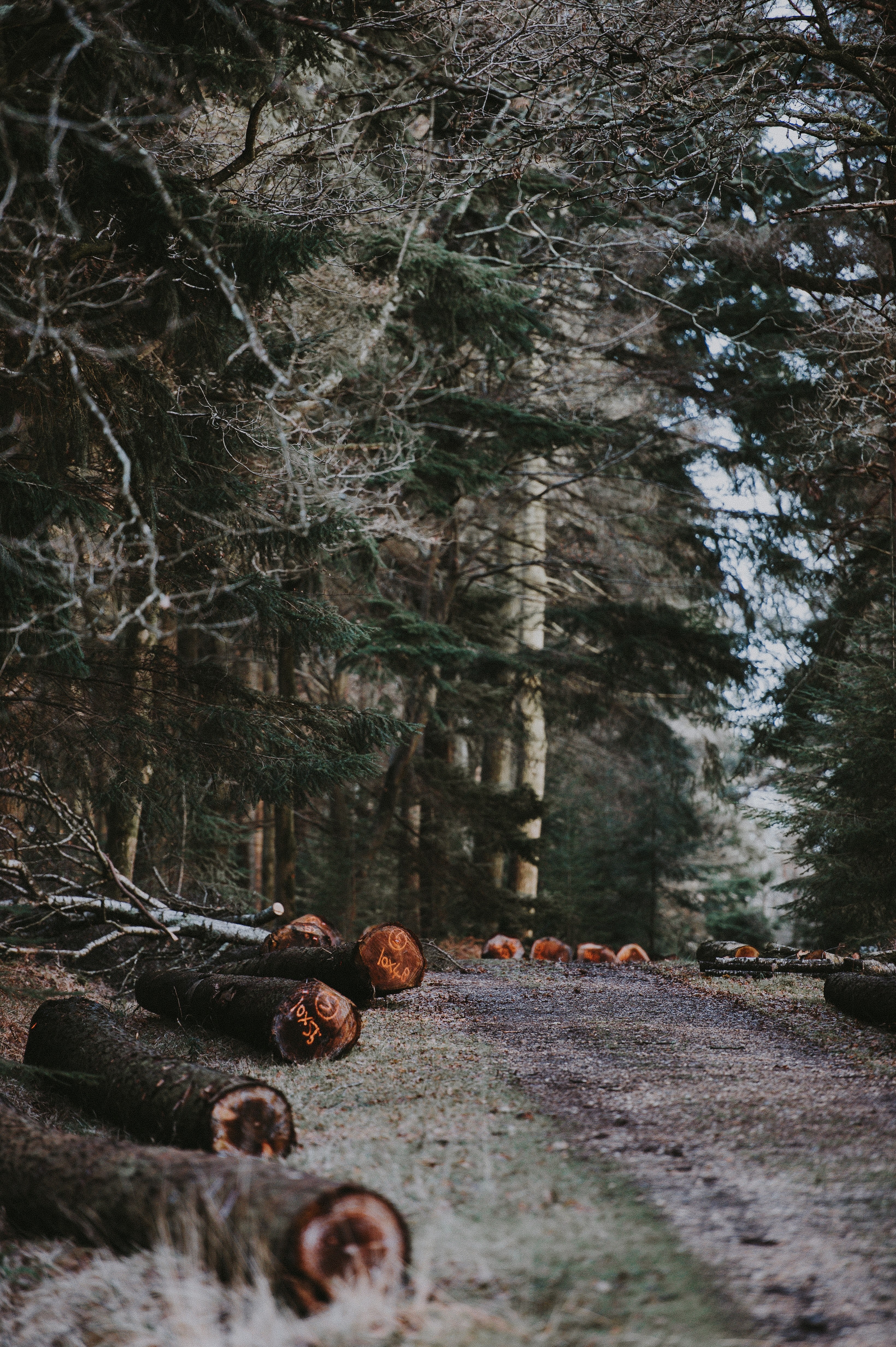 cut timber 4k, Phone HD Wallpaper