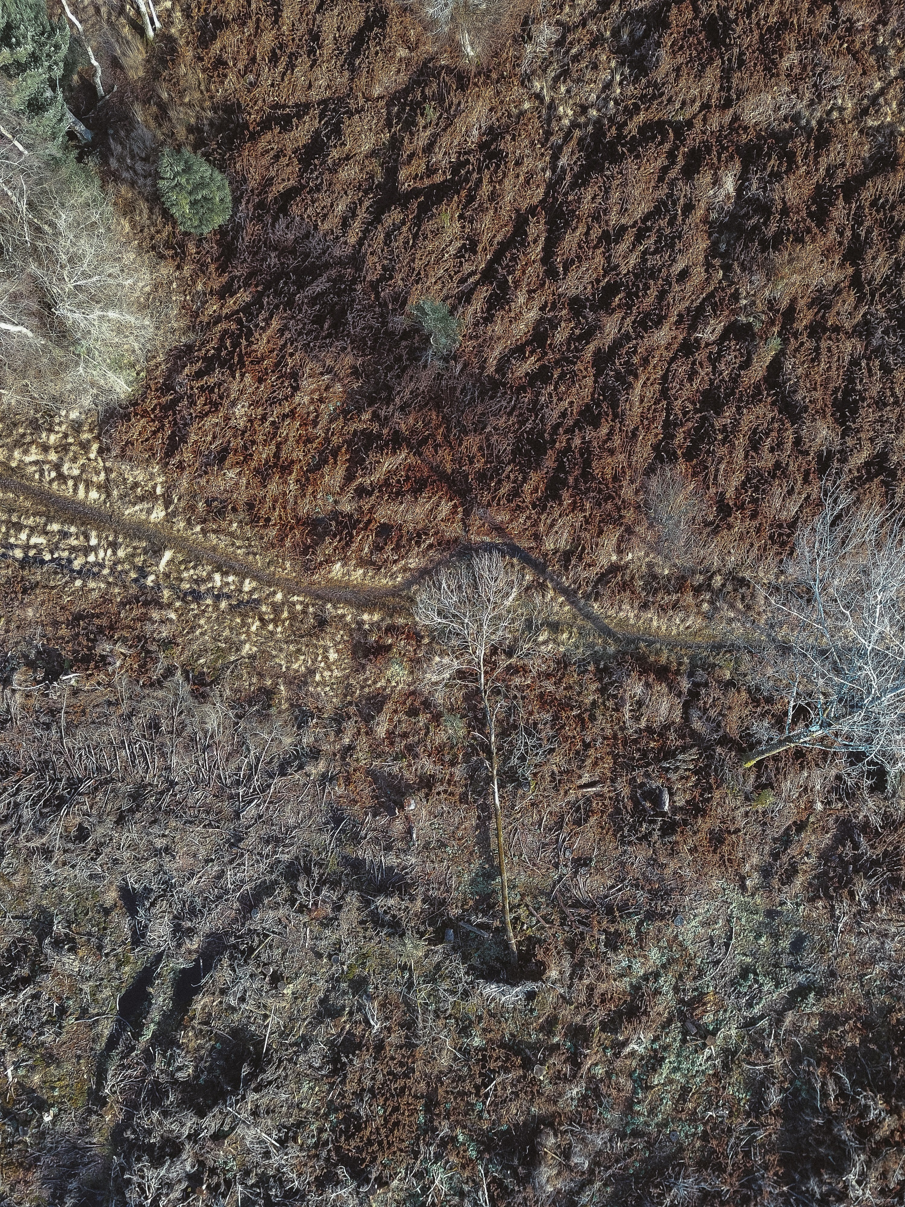 fallen tree drone view 4k, Phone HD Wallpaper