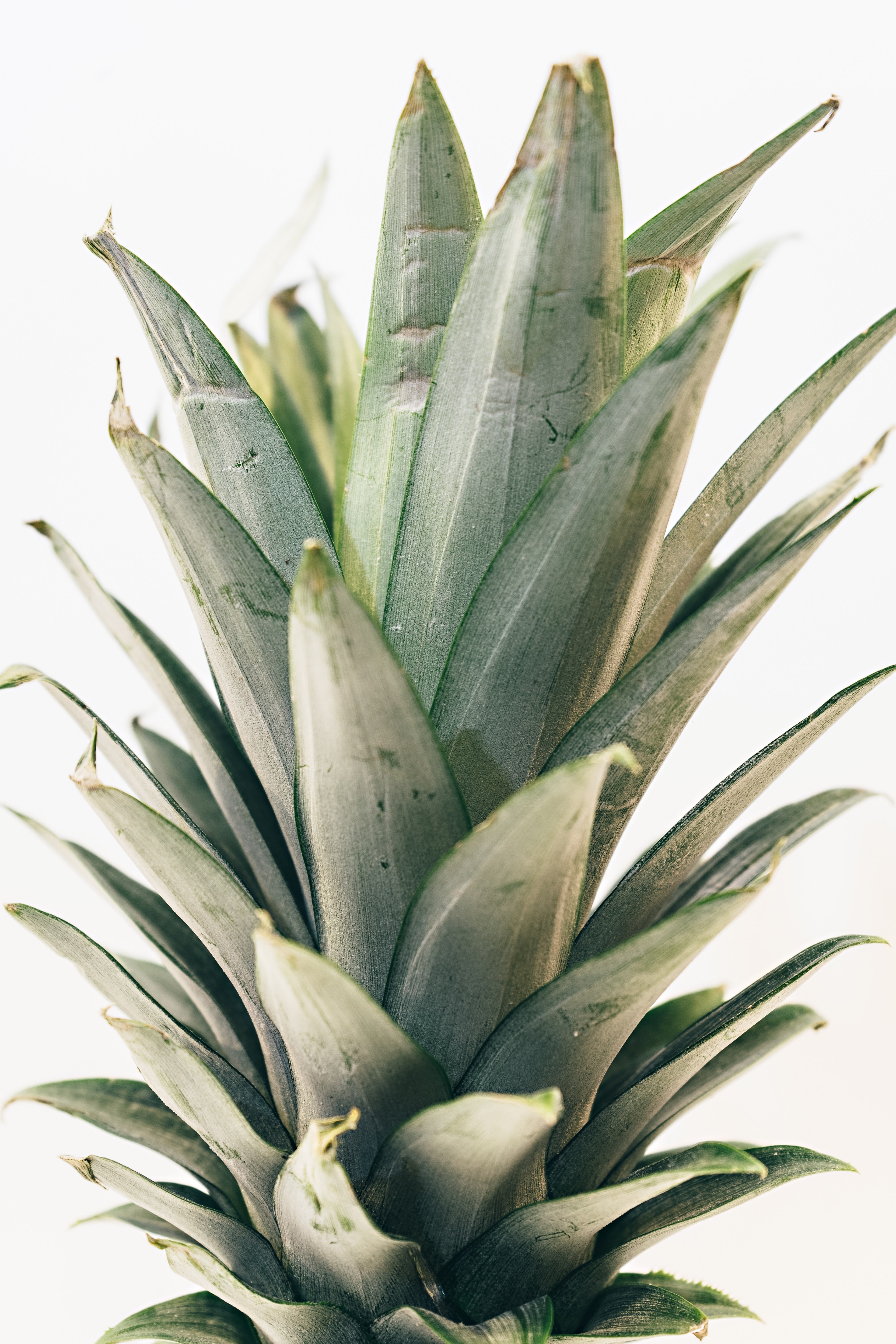 the leaves of a pineapple, _check your flow 4k, Phone HD Wallpaper