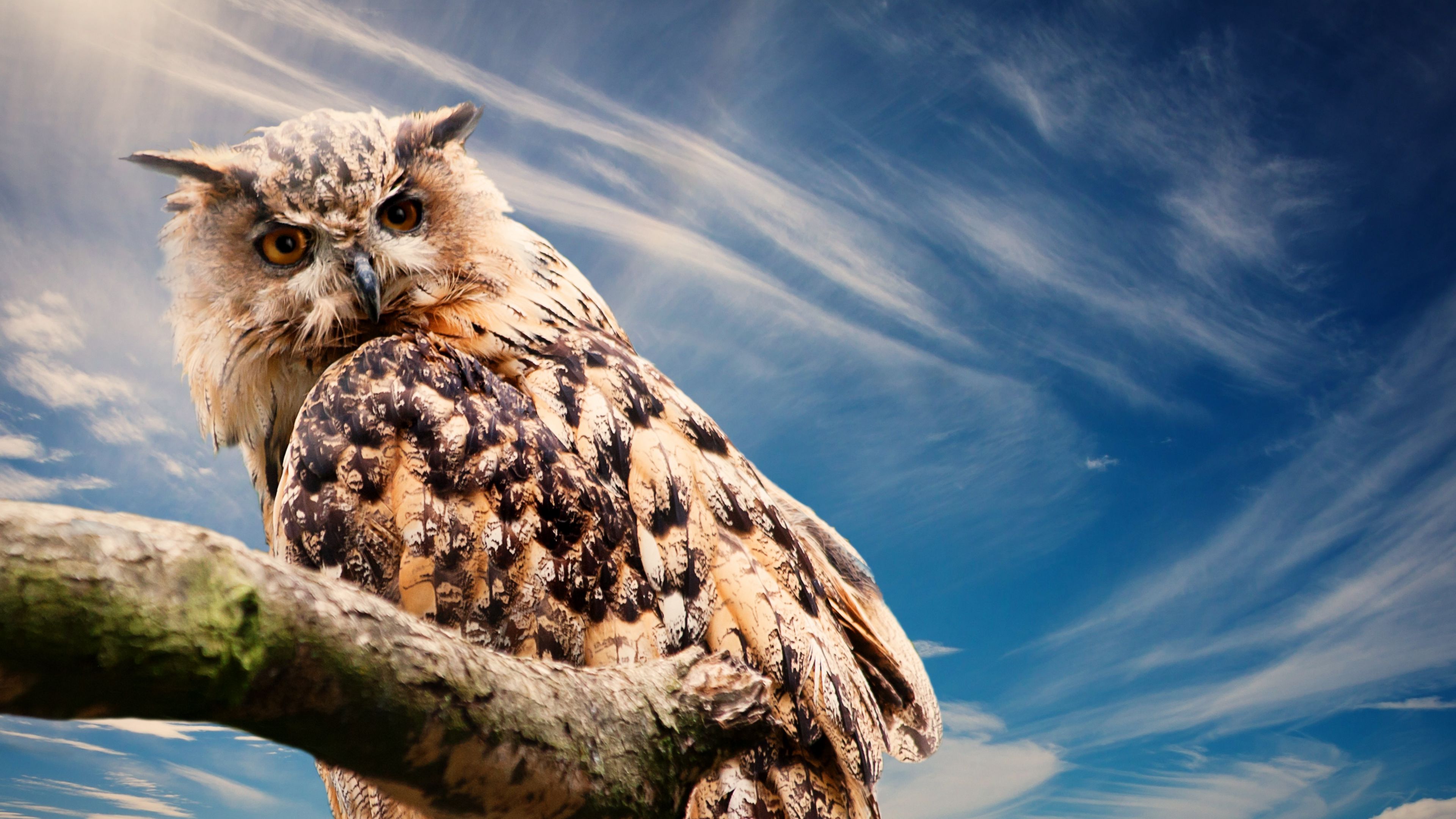 owl, predator, bird, sky, 4k, HD Wallpaper