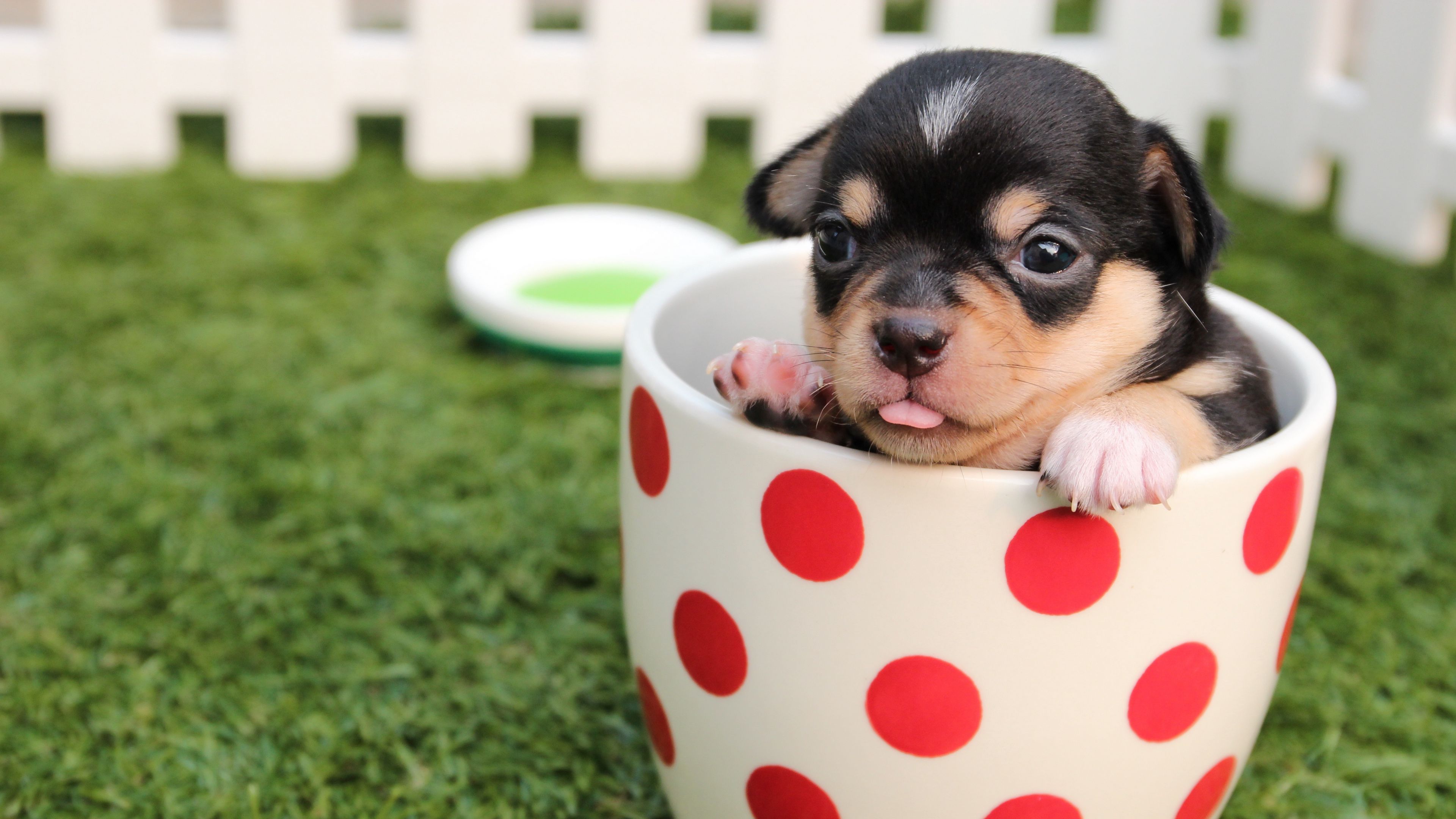 puppy, dog, cup, 4k, HD Wallpaper