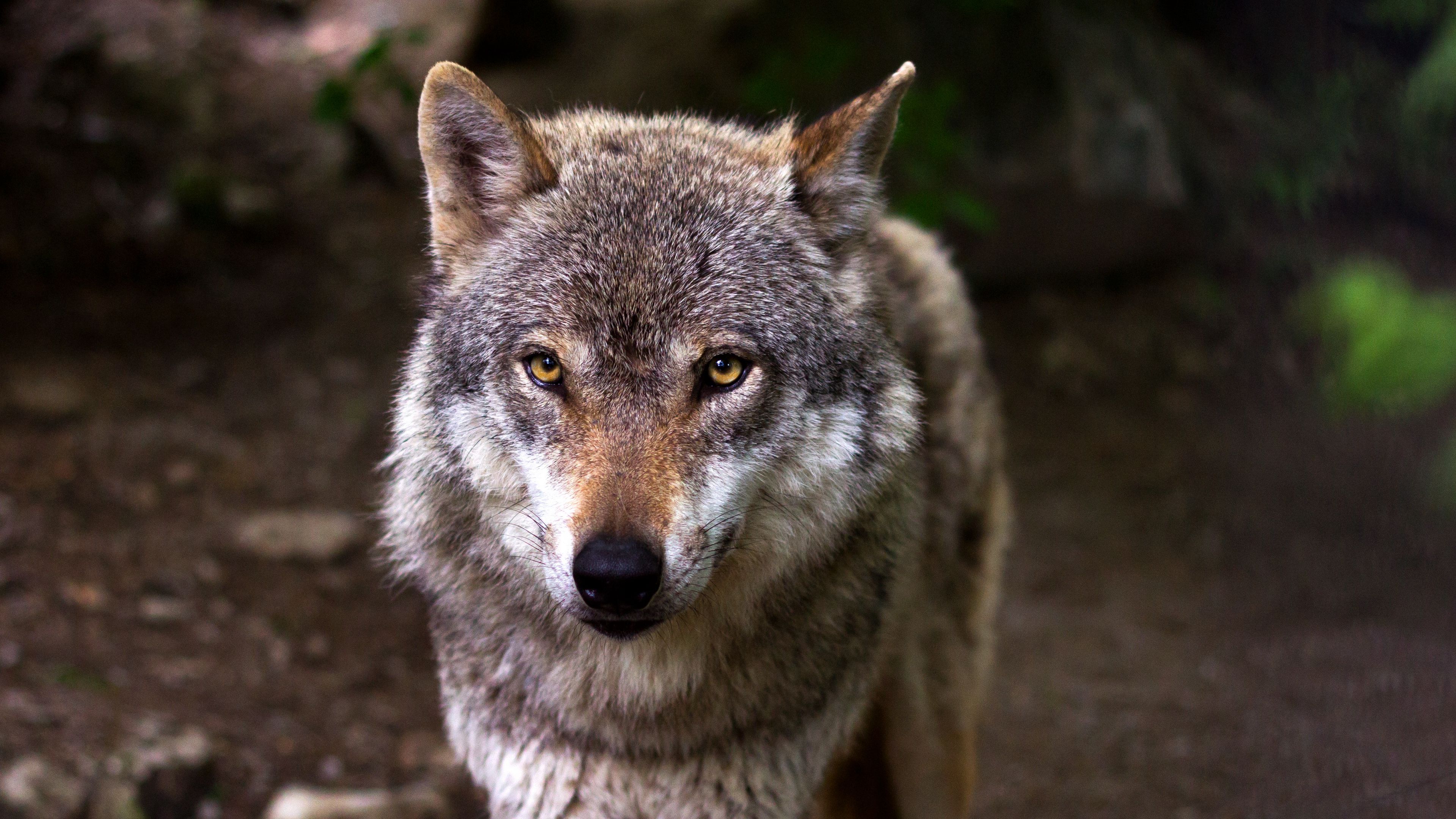 wolf, predator, muzzle, glance, dog, 4k, HD Wallpaper