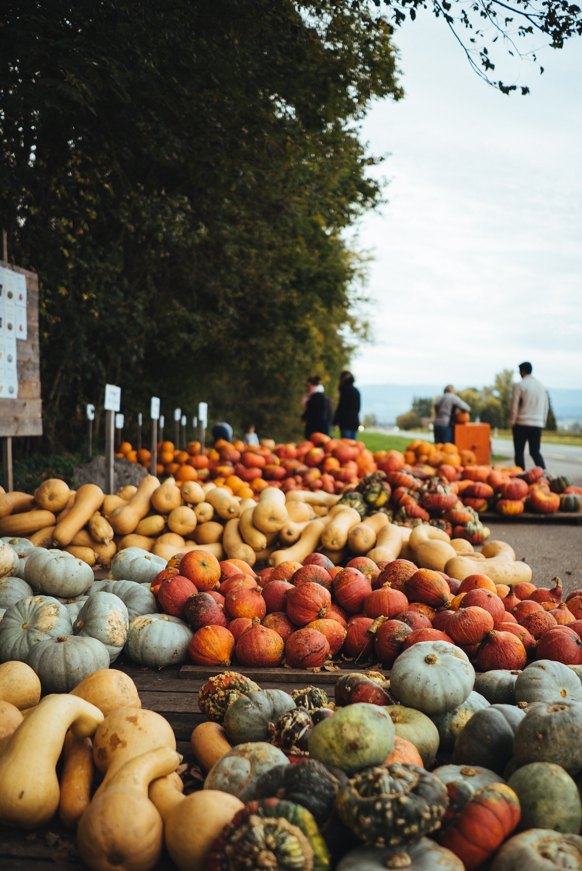 squash market produce and autumn produce hd, 4k, Phone HD Wallpaper
