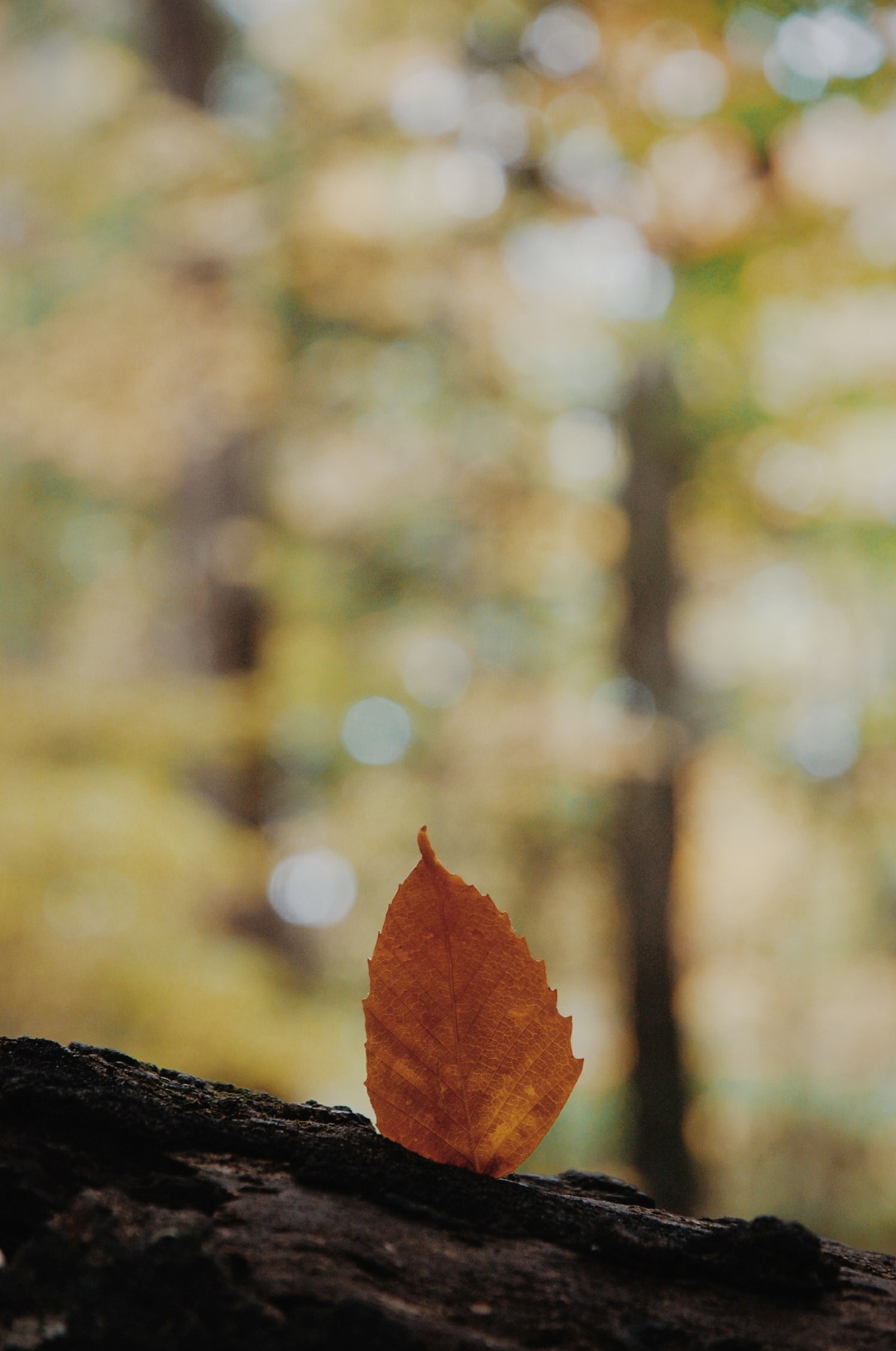 forest fall autumn and leaf hd, 4k, Phone HD Wallpaper