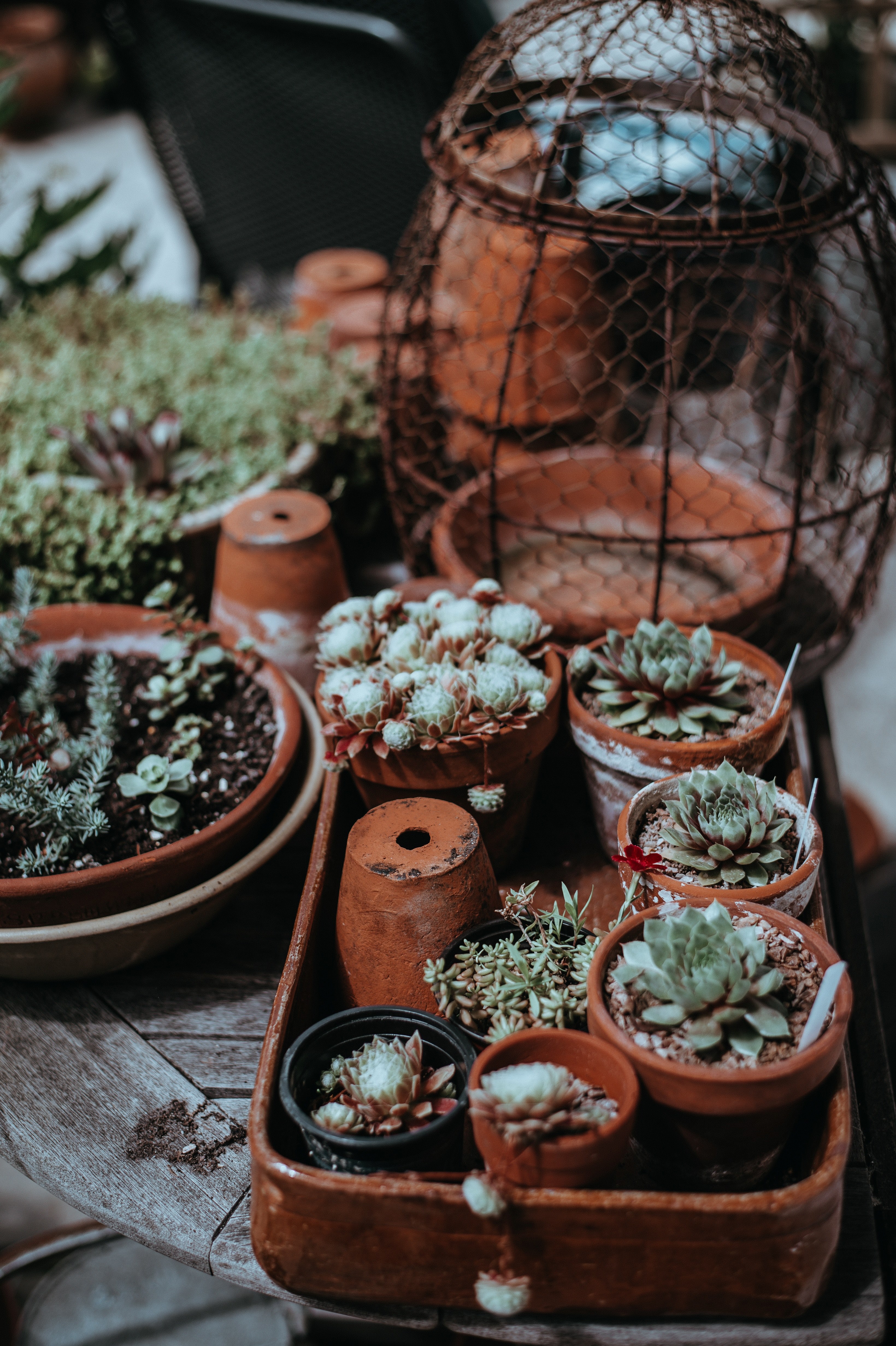 terracotta pots with succulents 4k, Phone HD Wallpaper