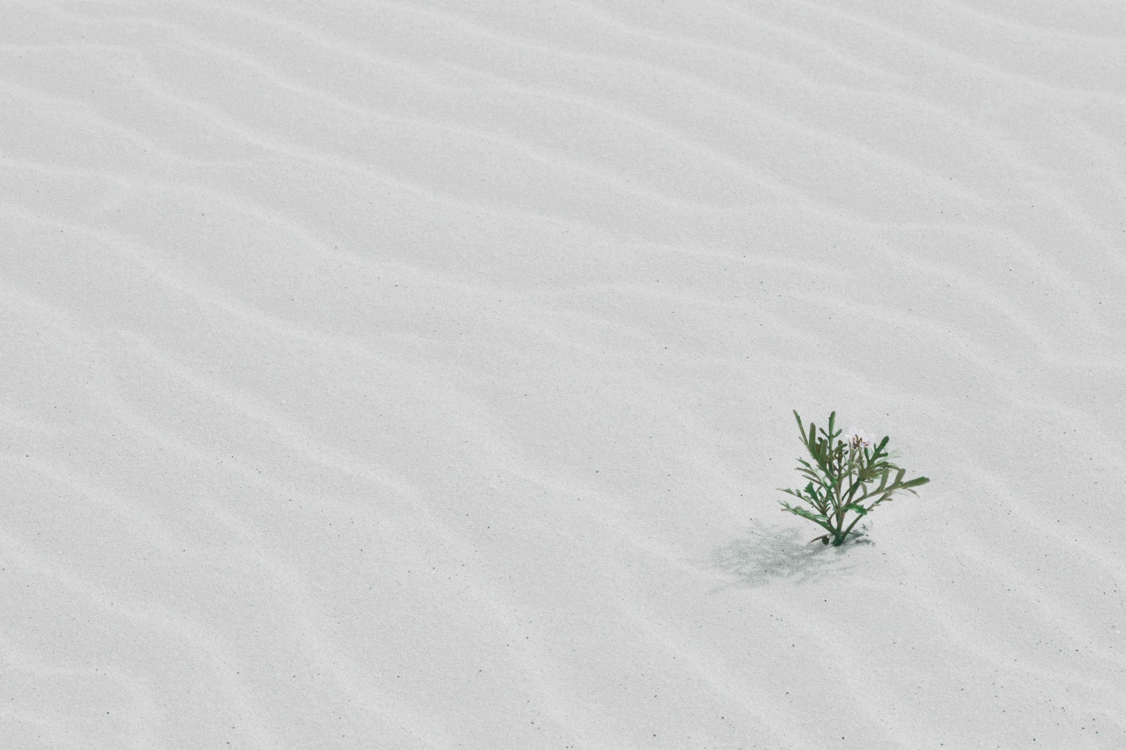 white sand with a single green plant growing in it in fuerteventura, fuerteventura plant in sand 4k, HD Wallpaper