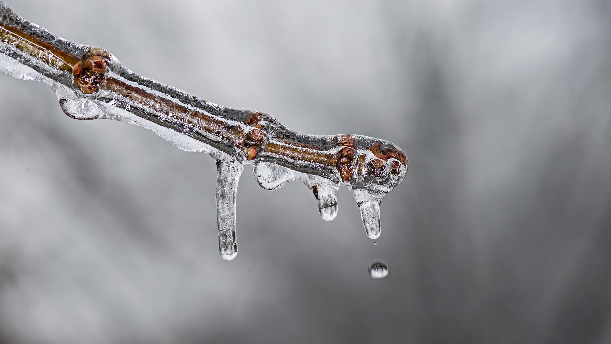 icy branch is frozen in the winter, icicles on a twig 4k, HD Wallpaper