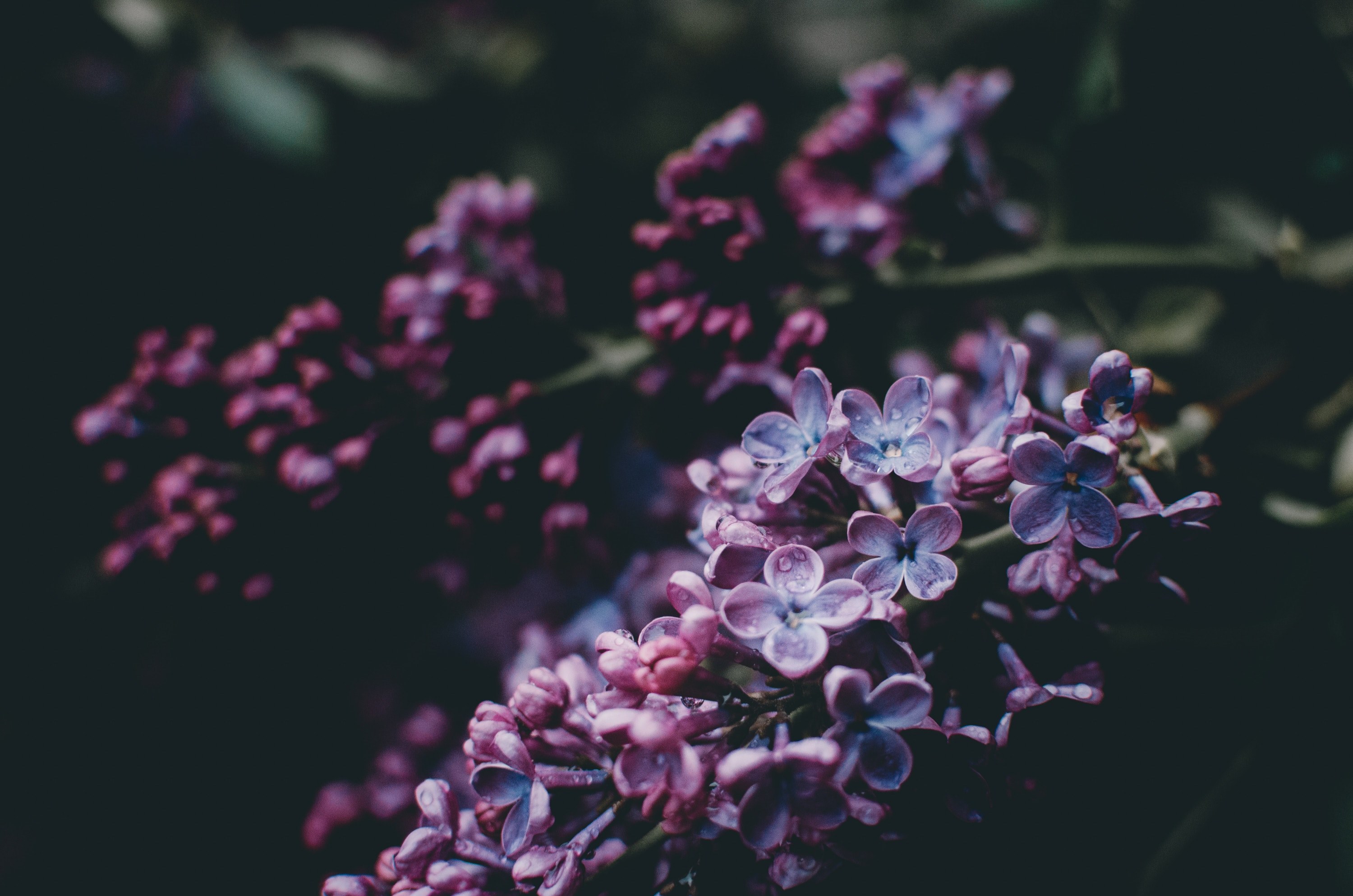 flower bloom blossom and lilac 4k, HD Wallpaper
