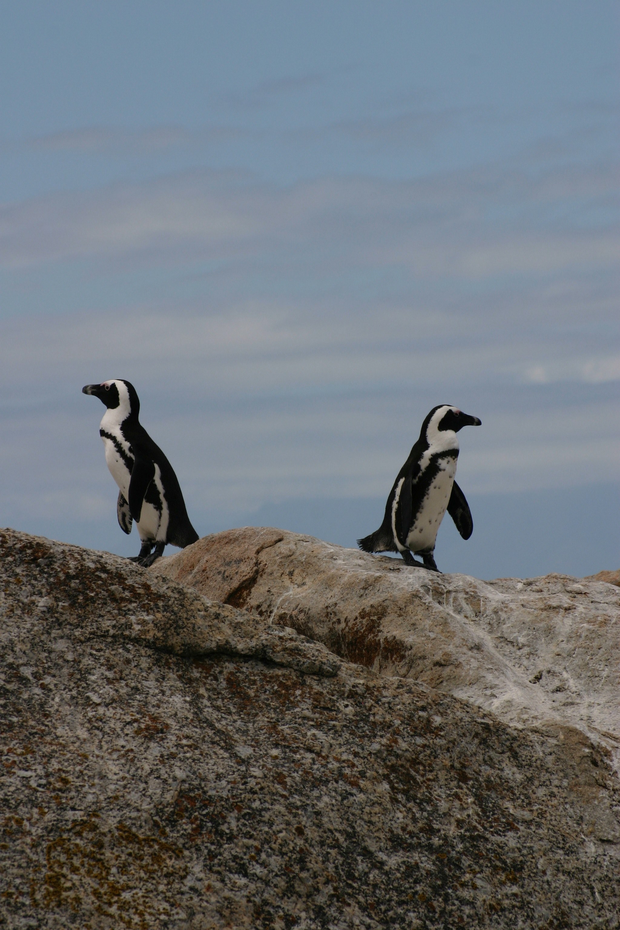 penguins face opposite directions atop a rock in south africa, penguins go separate ways 4k, Phone HD Wallpaper