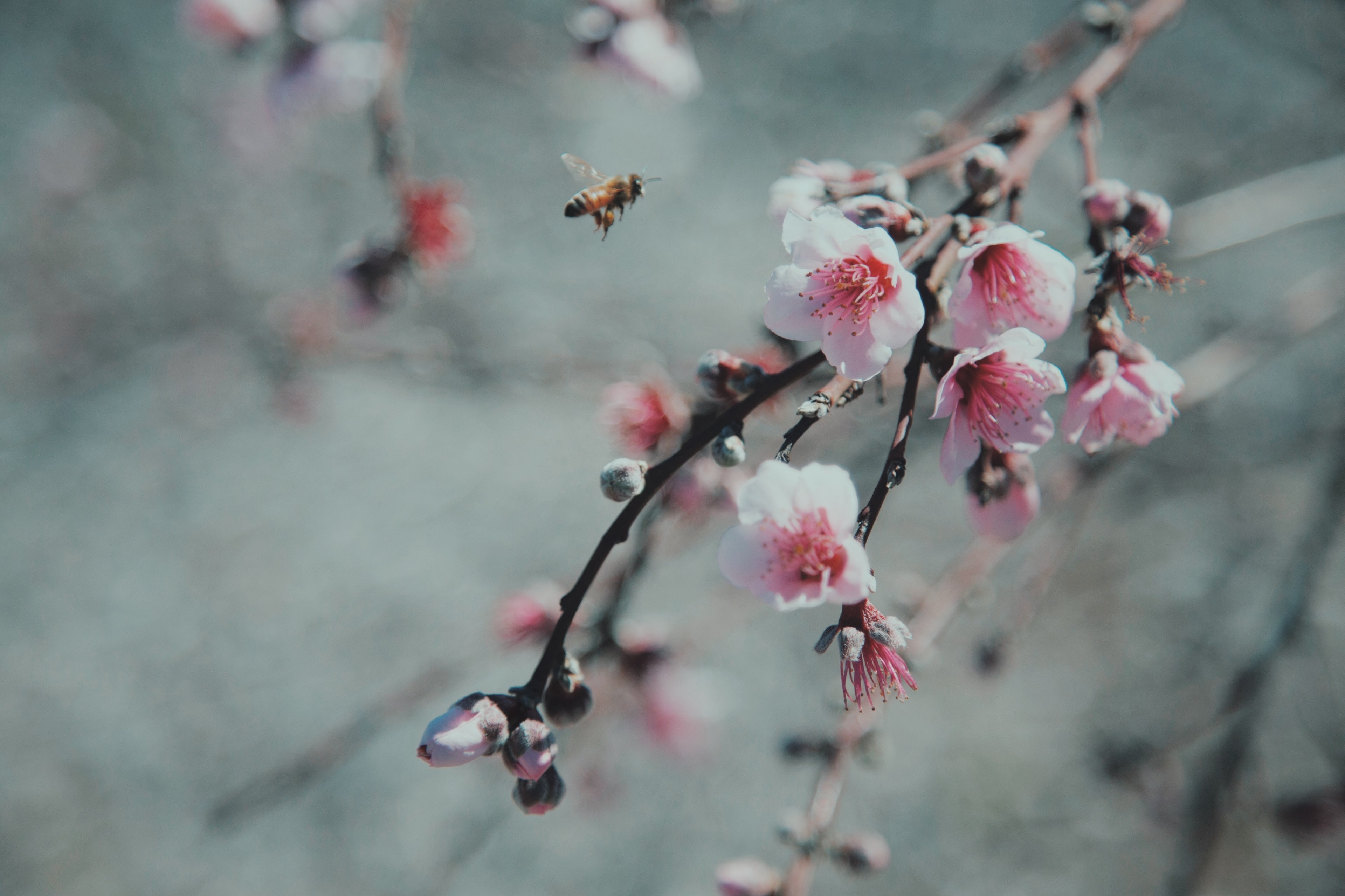 bee pollen flowers and flower 4k, HD Wallpaper