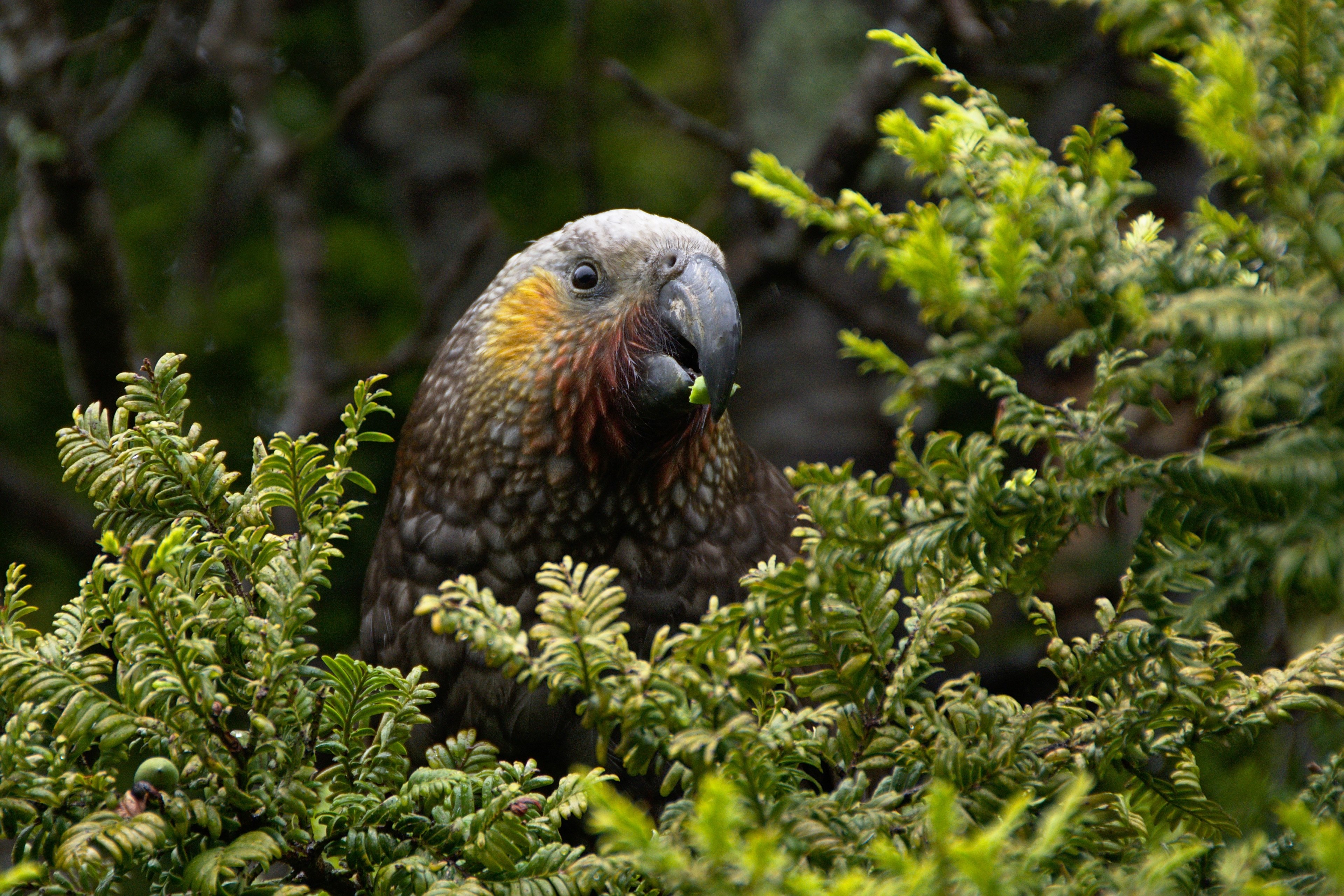 bird beak feather and eat 4k, HD Wallpaper