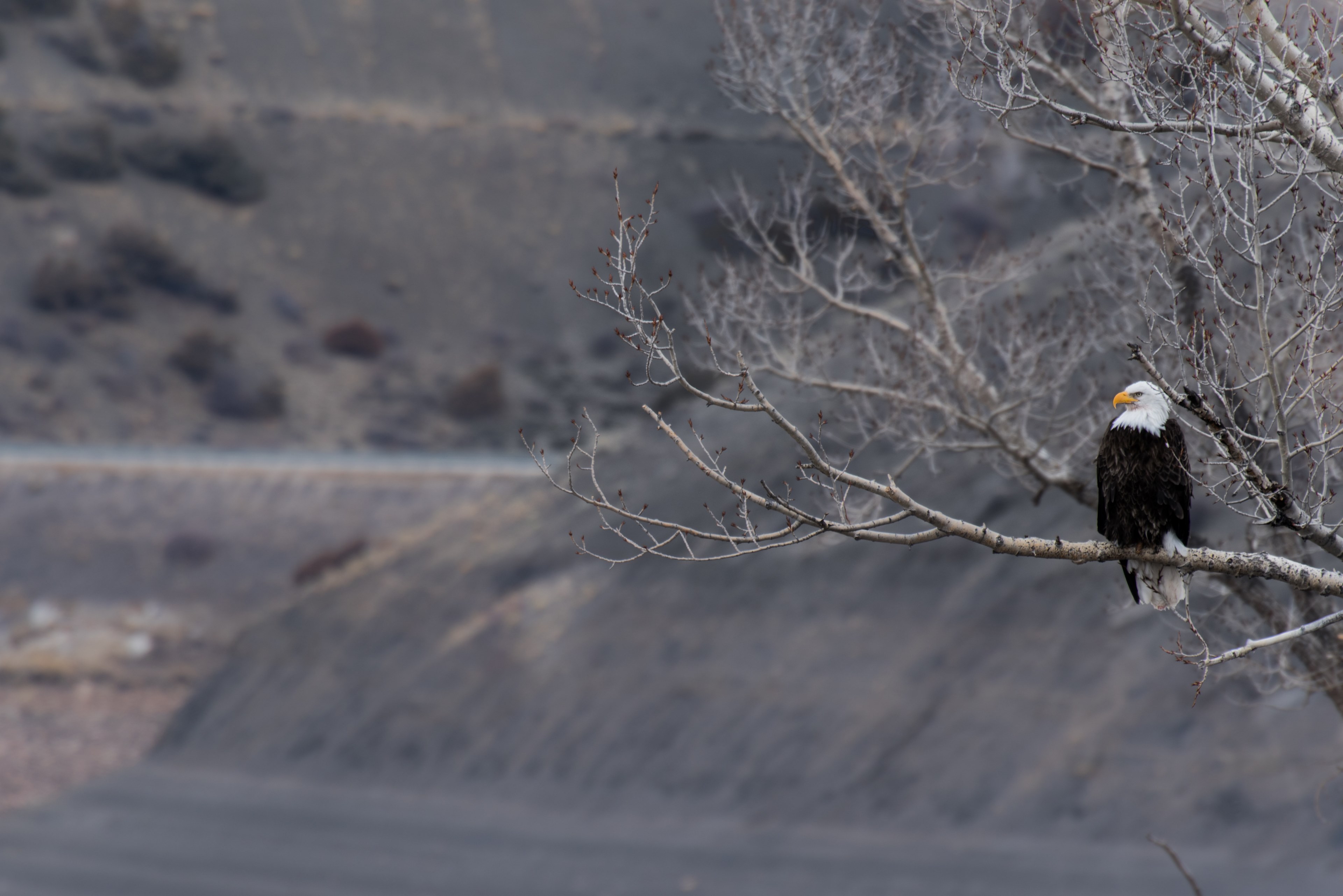 eagle perch tree and bird 4k, HD Wallpaper