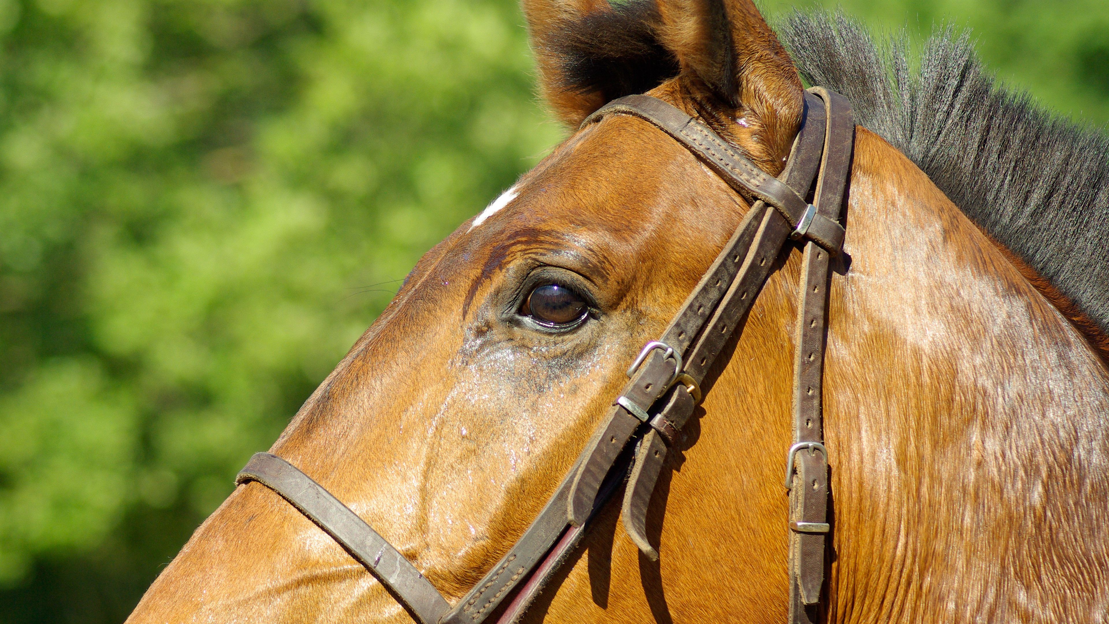 horse, profile, mane, bridle, 4k, HD Wallpaper