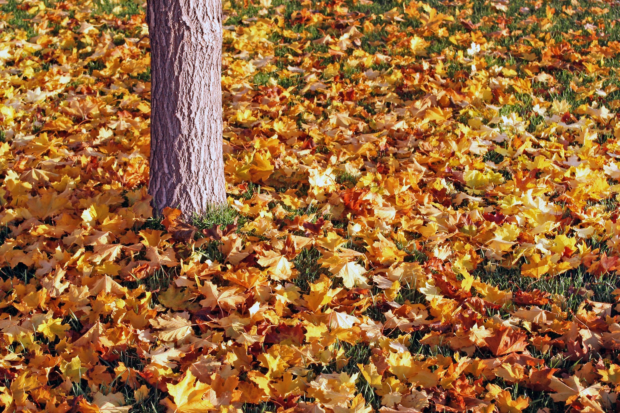 fall leaves on the ground next to a tree stump on english ranch, english ranch leaves 4k, HD Wallpaper