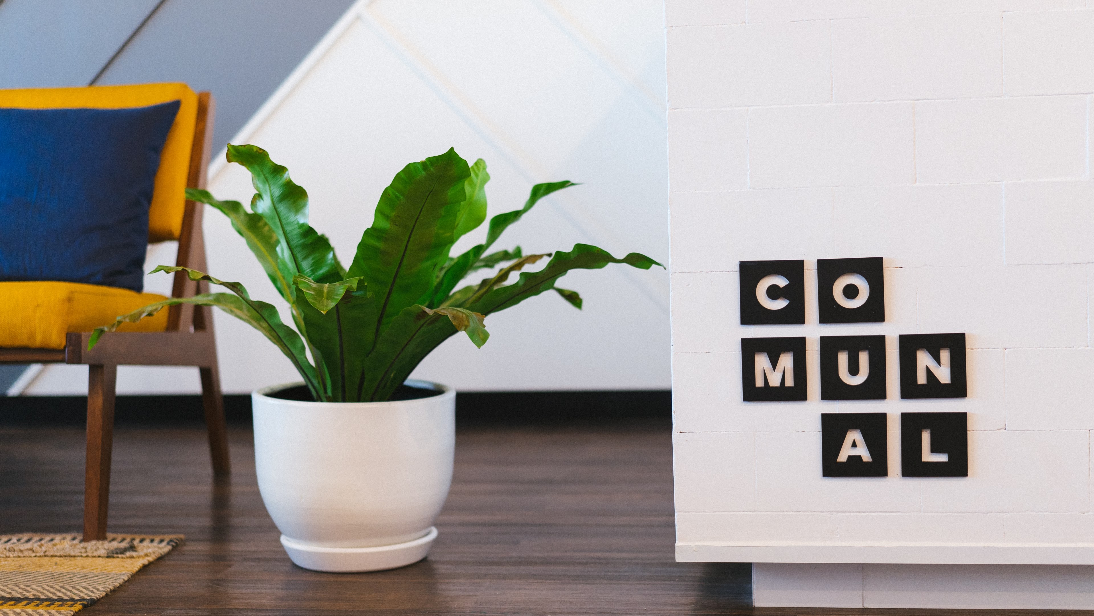 a large potted plant next to a chair in a coworking space, plant in a coworking space 4k, HD Wallpaper