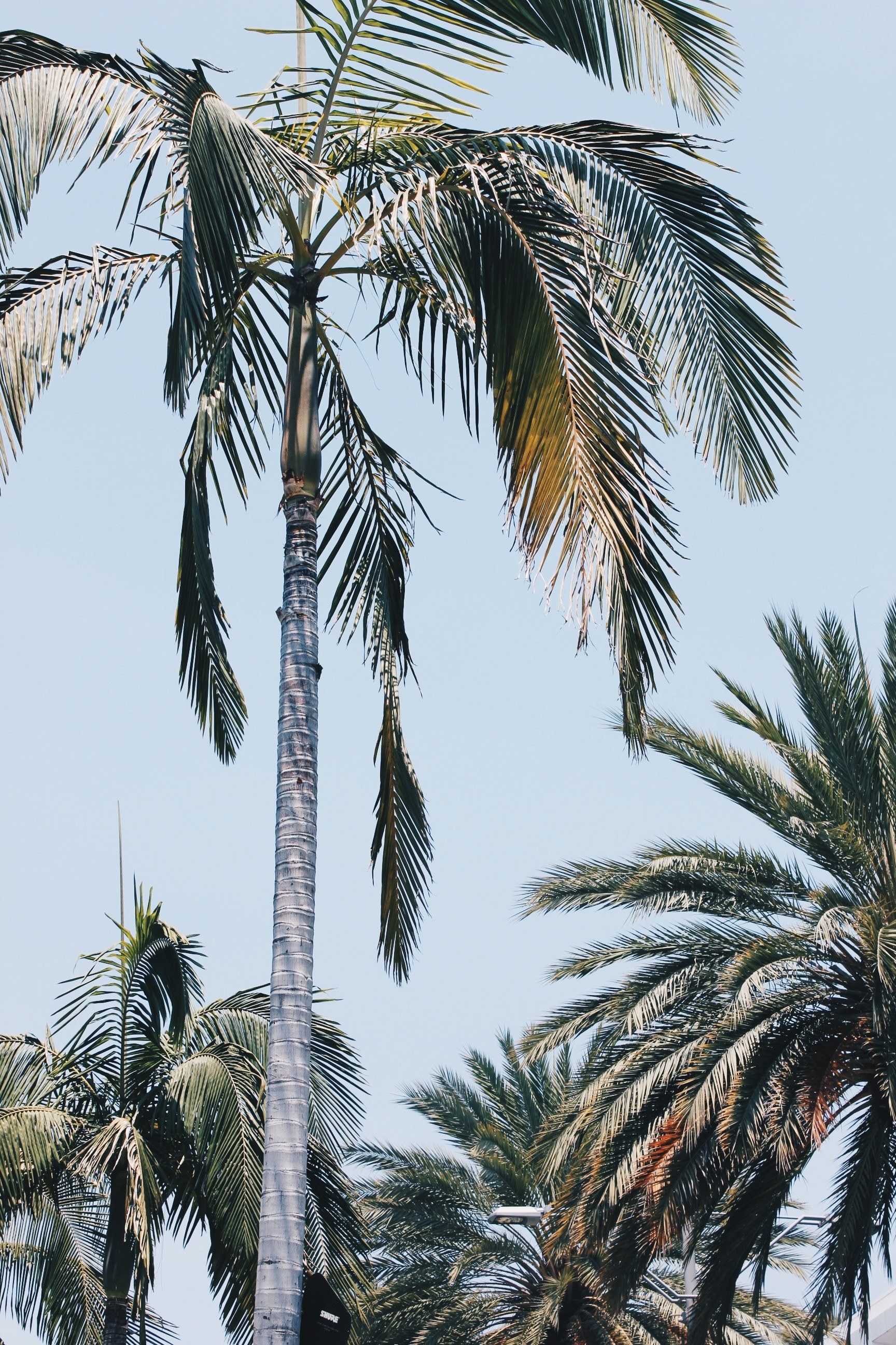 beverly palms 4k, Phone HD Wallpaper