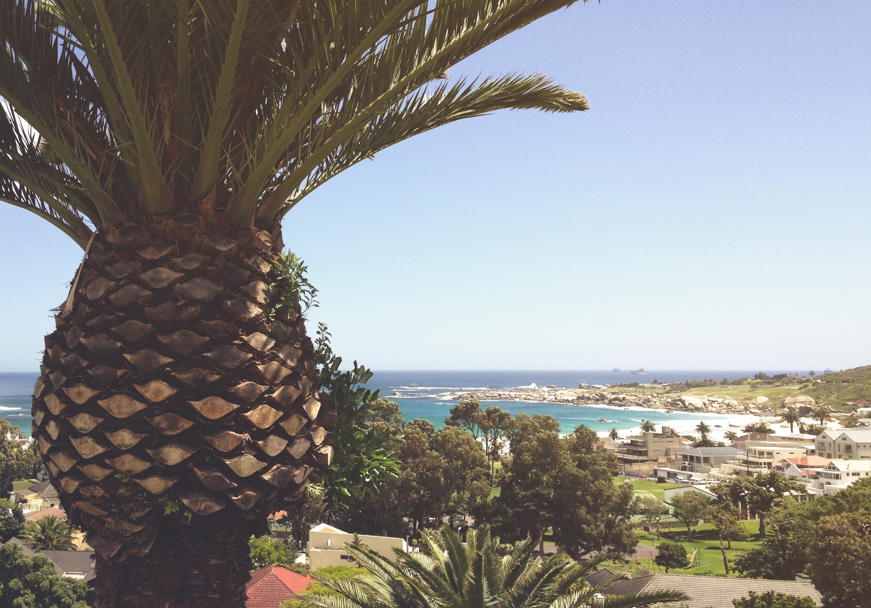 palm tree treetop at the beach town, palm tree treetop 4k, HD Wallpaper