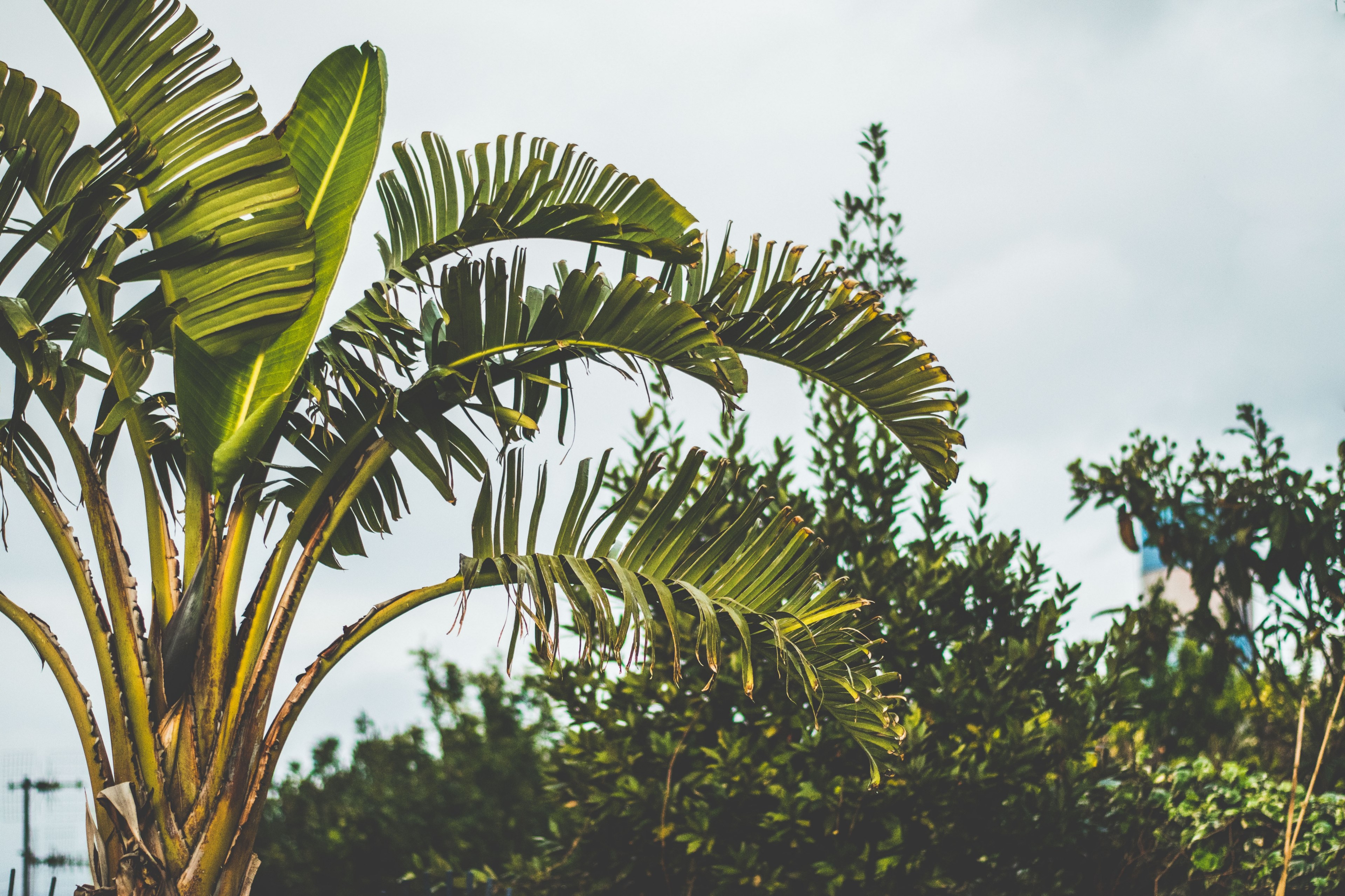 palm trees and greenery against a cloudy blue sky in ischia, tropical palm 4k, HD Wallpaper
