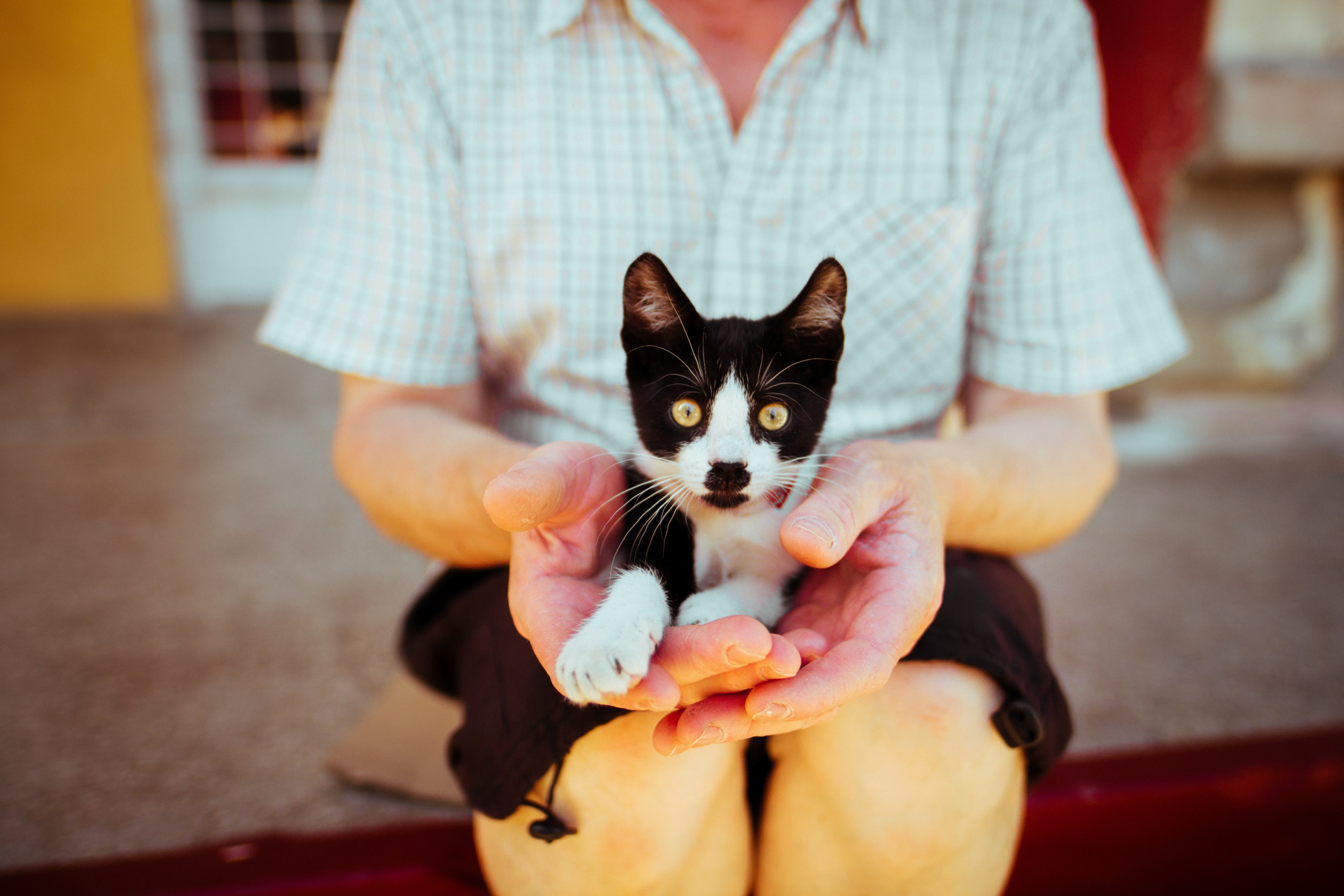 a black and white cat sitting on the lap of a person in a shirt, lap cat 4k, HD Wallpaper