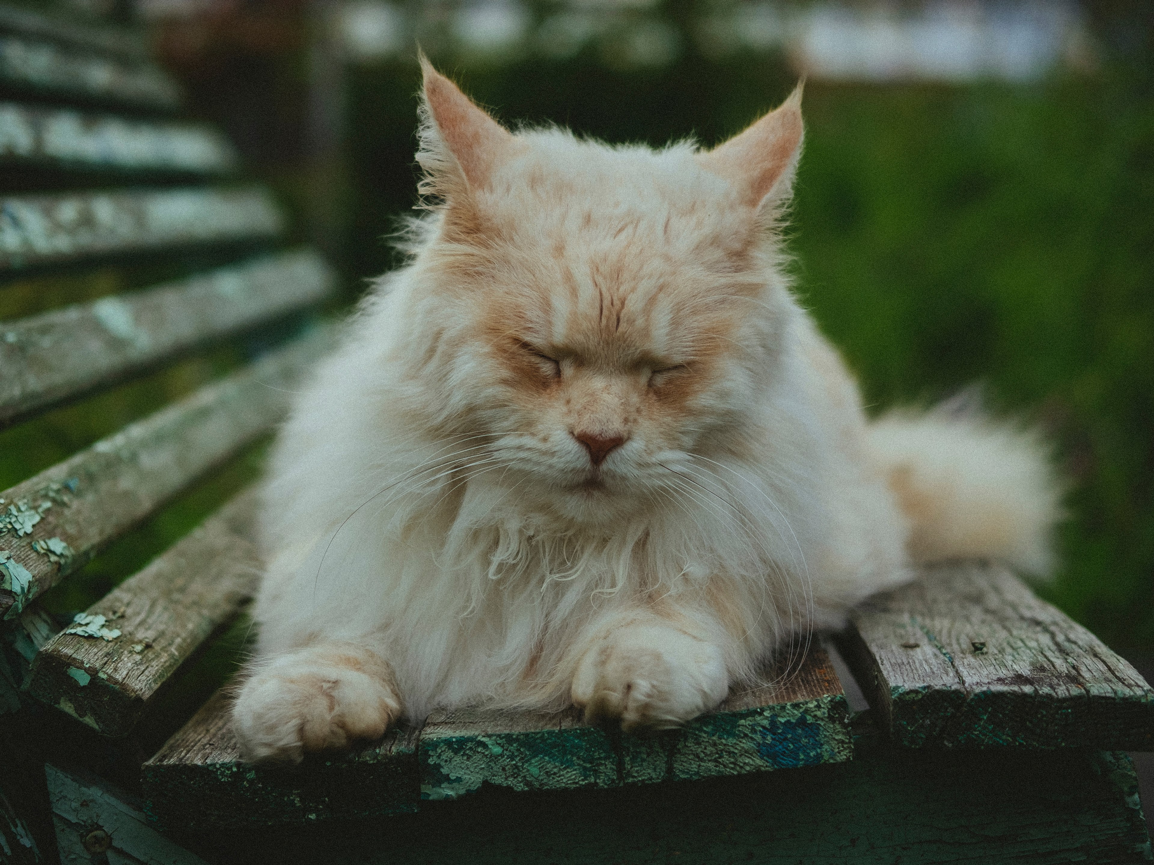 cat sleepy cat animal and park bench 4k, HD Wallpaper