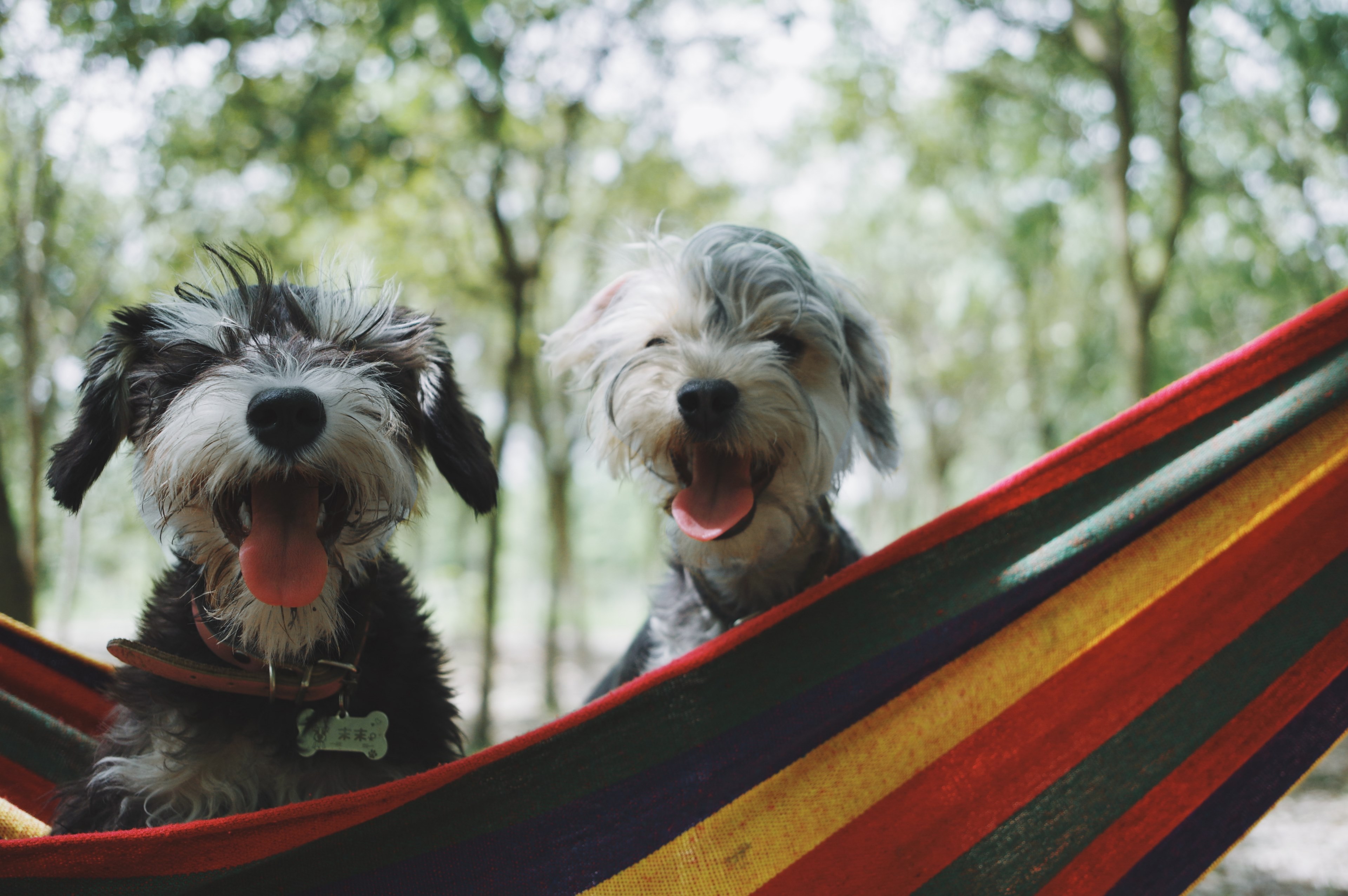 my dogs 4k, HD Wallpaper