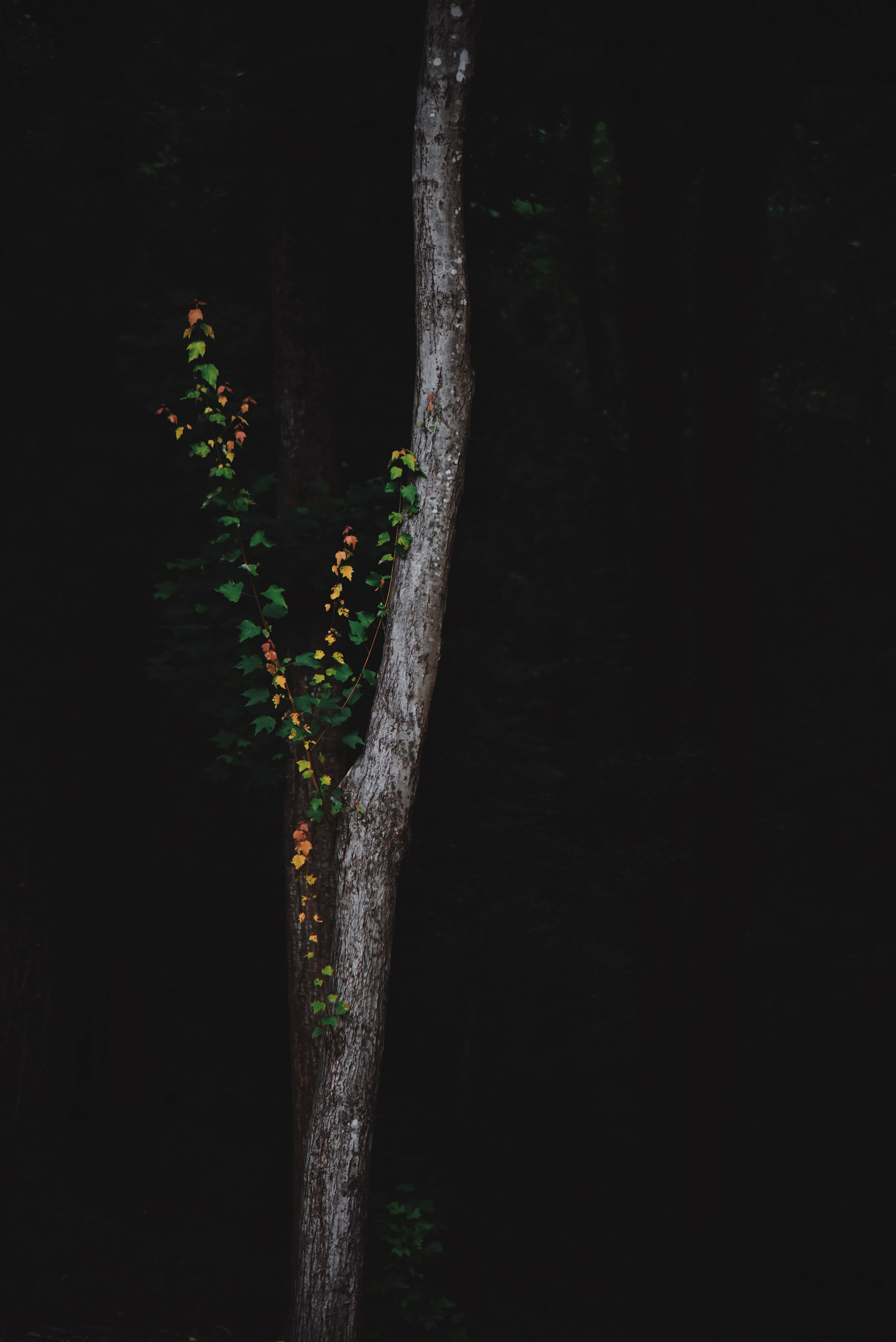 vine climbing up a tree trunk in a dark forest, vine in a dark forest 4k, Phone HD Wallpaper