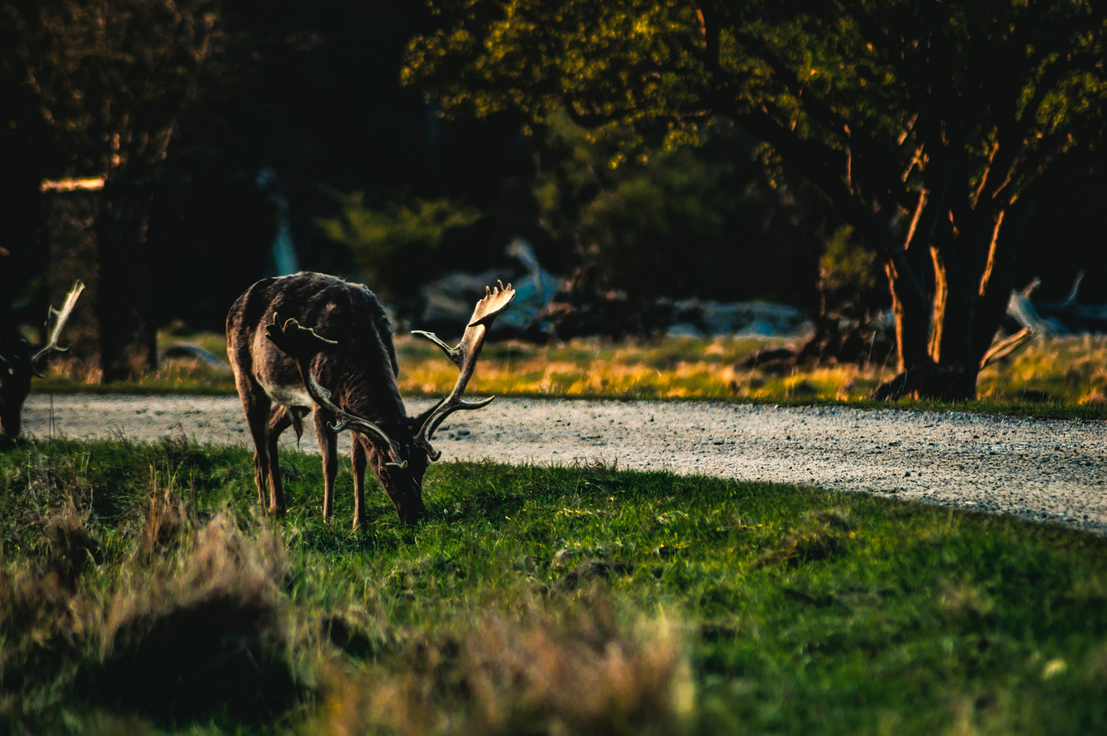 wild deer graze in a grassy field, supper 4k, HD Wallpaper