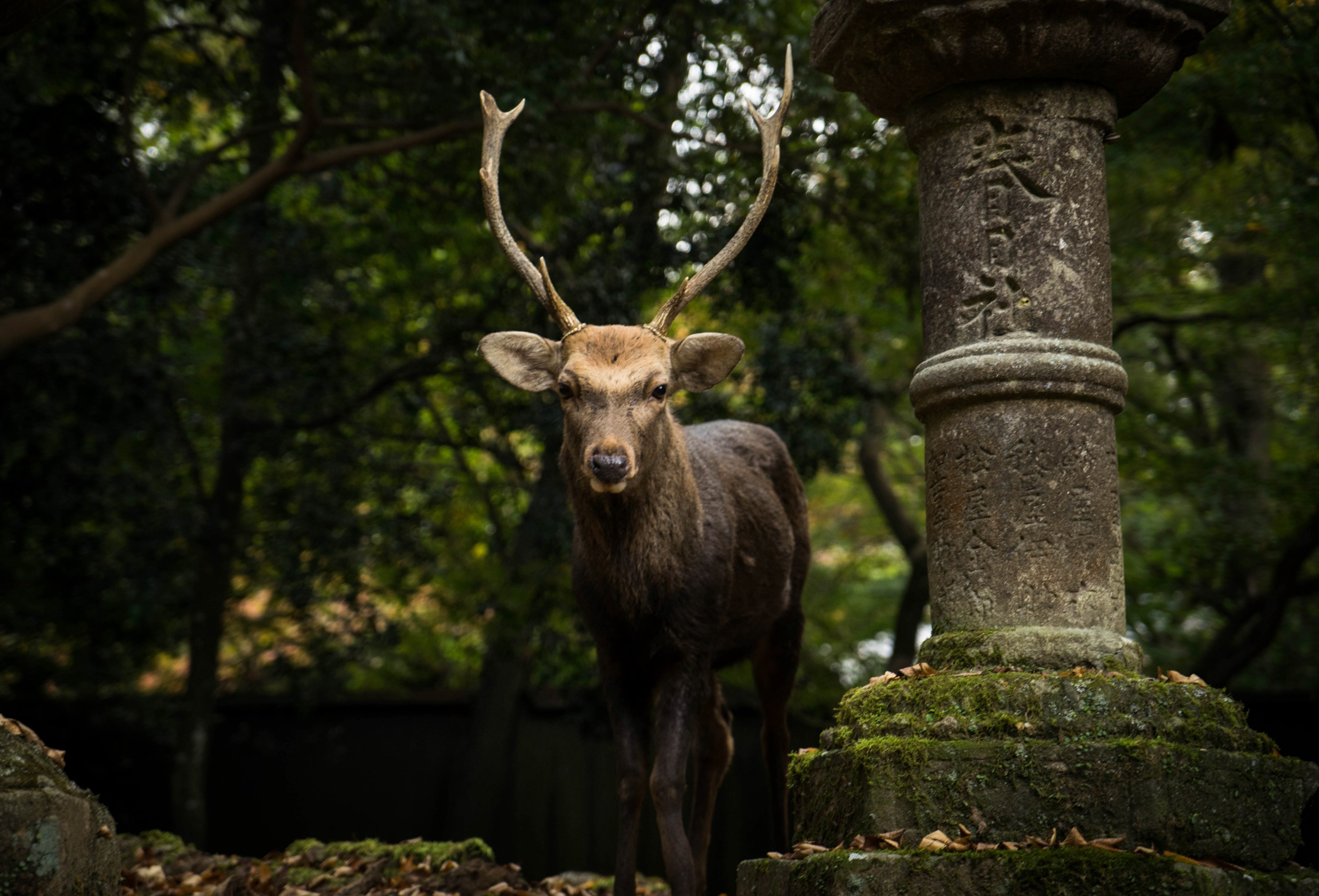 stag temple deer and wildlife 4k, HD Wallpaper