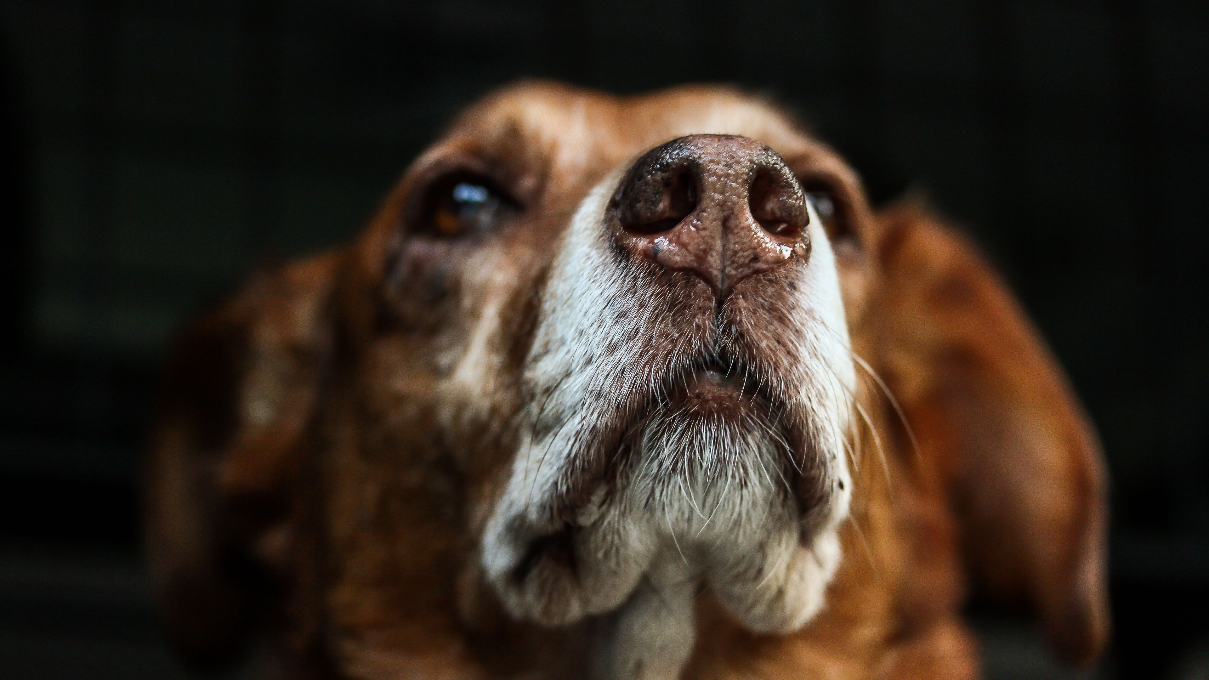 dog, muzzle, eyes, dark background, 4k, HD Wallpaper