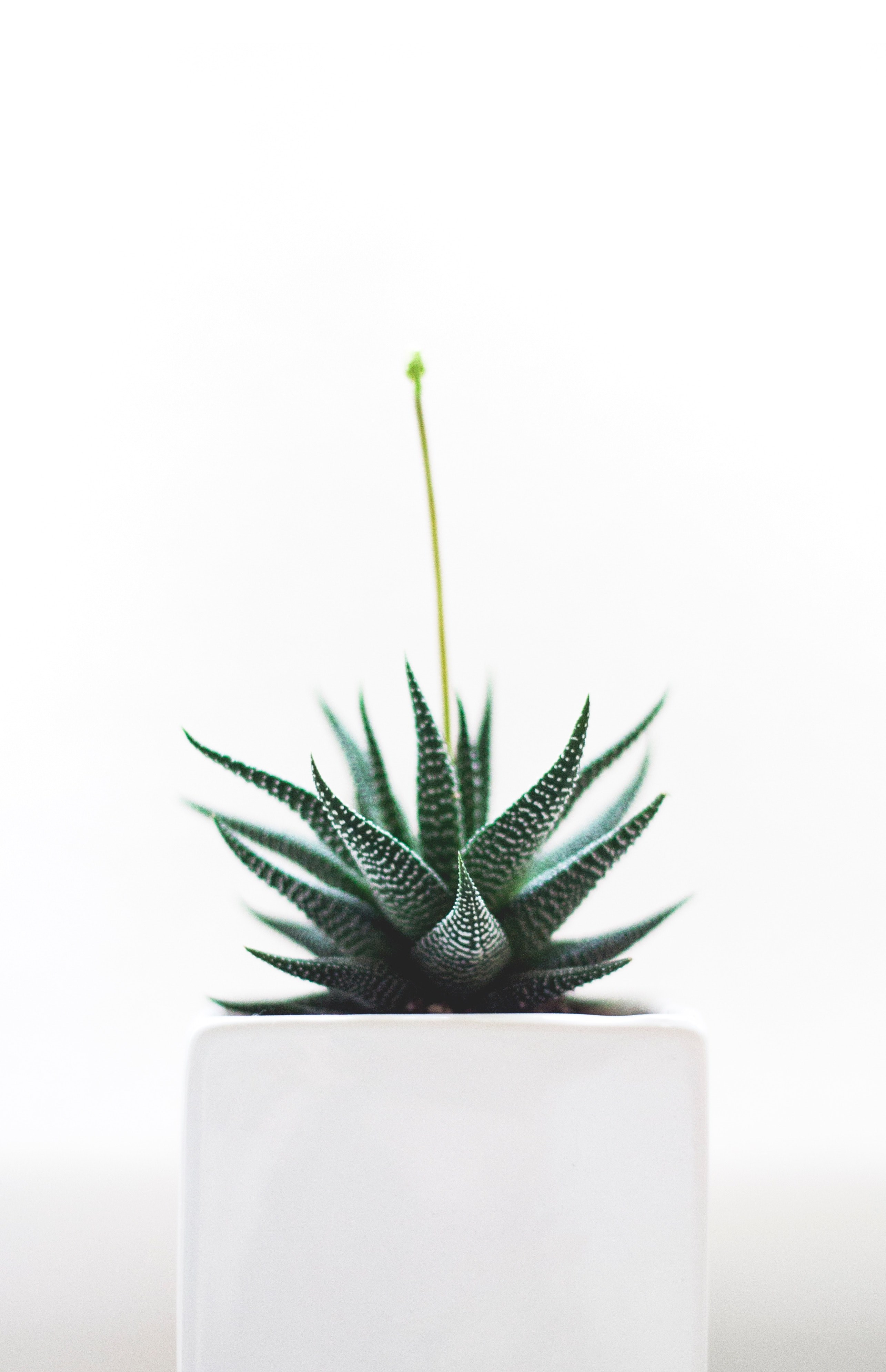 plant portraits 4k, Phone HD Wallpaper