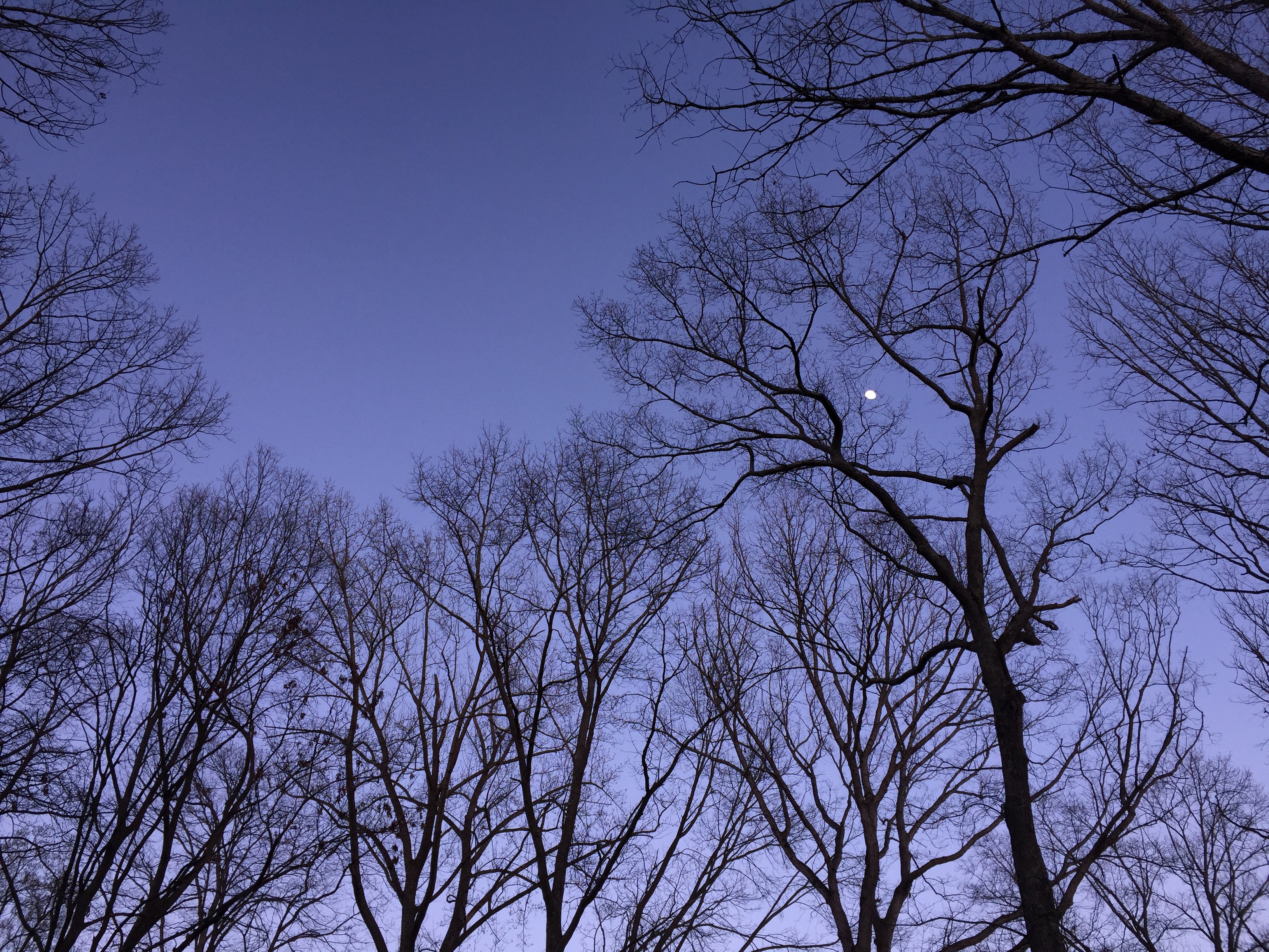 outdoor plant tree and branch 4k, HD Wallpaper