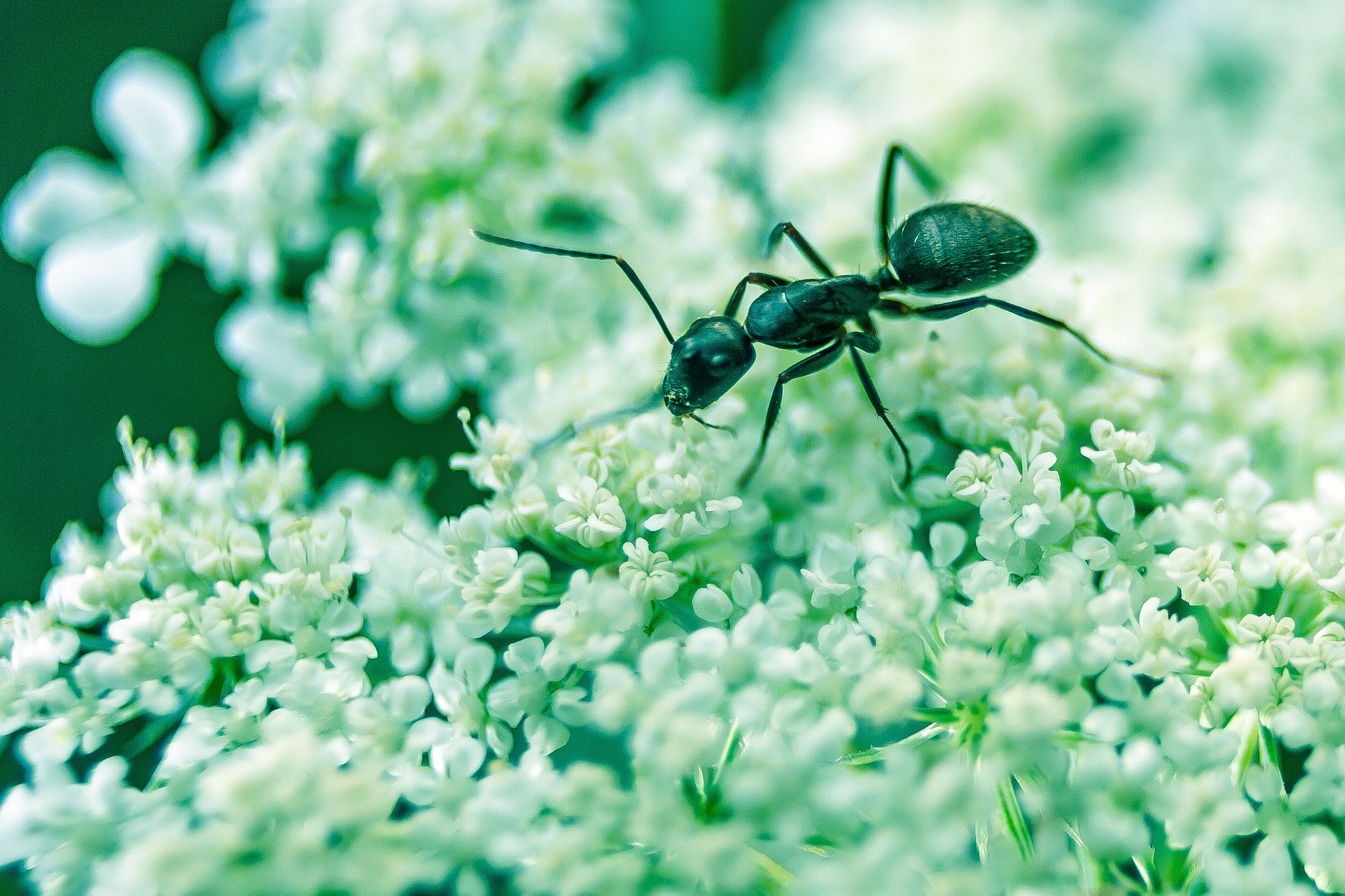 small ant crawls over white flowers, microscopic life 4k, HD Wallpaper