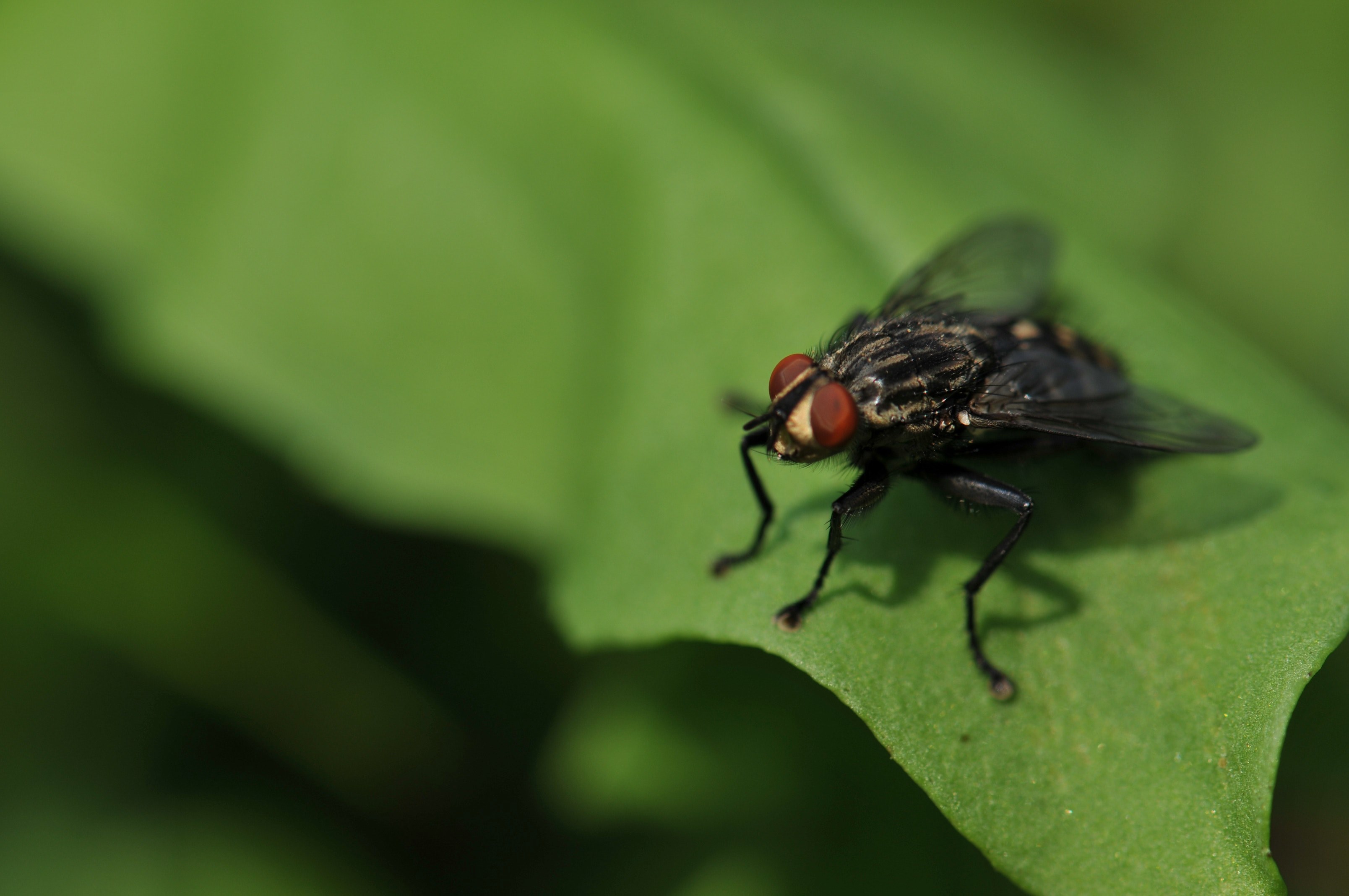 macro of a fly with red eyes resting on a leaf, fly resting on leaf 4k, HD Wallpaper