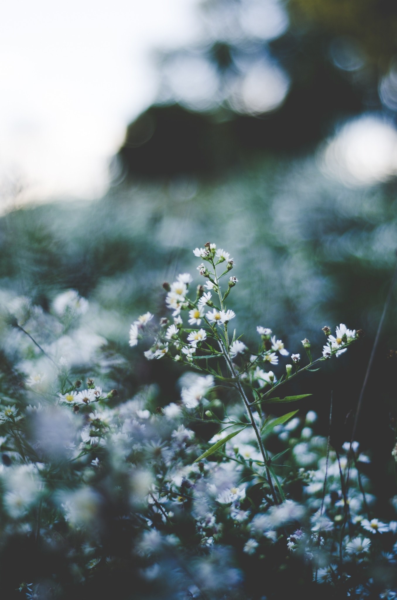 wild chamomile flowers in a meadow, wild chamomile 4k, Phone HD Wallpaper