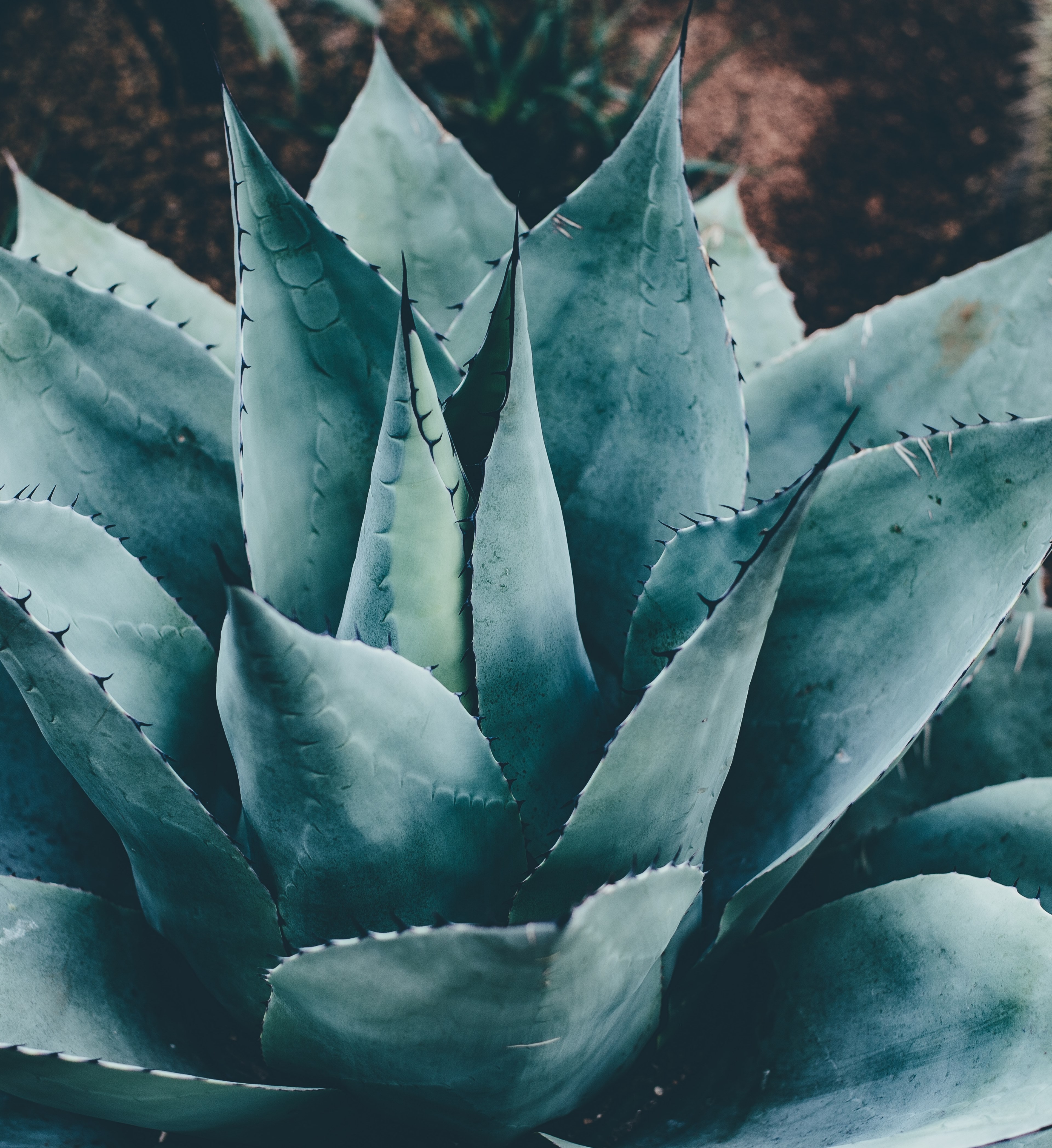 green succulent and plant hd, 4k, Phone HD Wallpaper