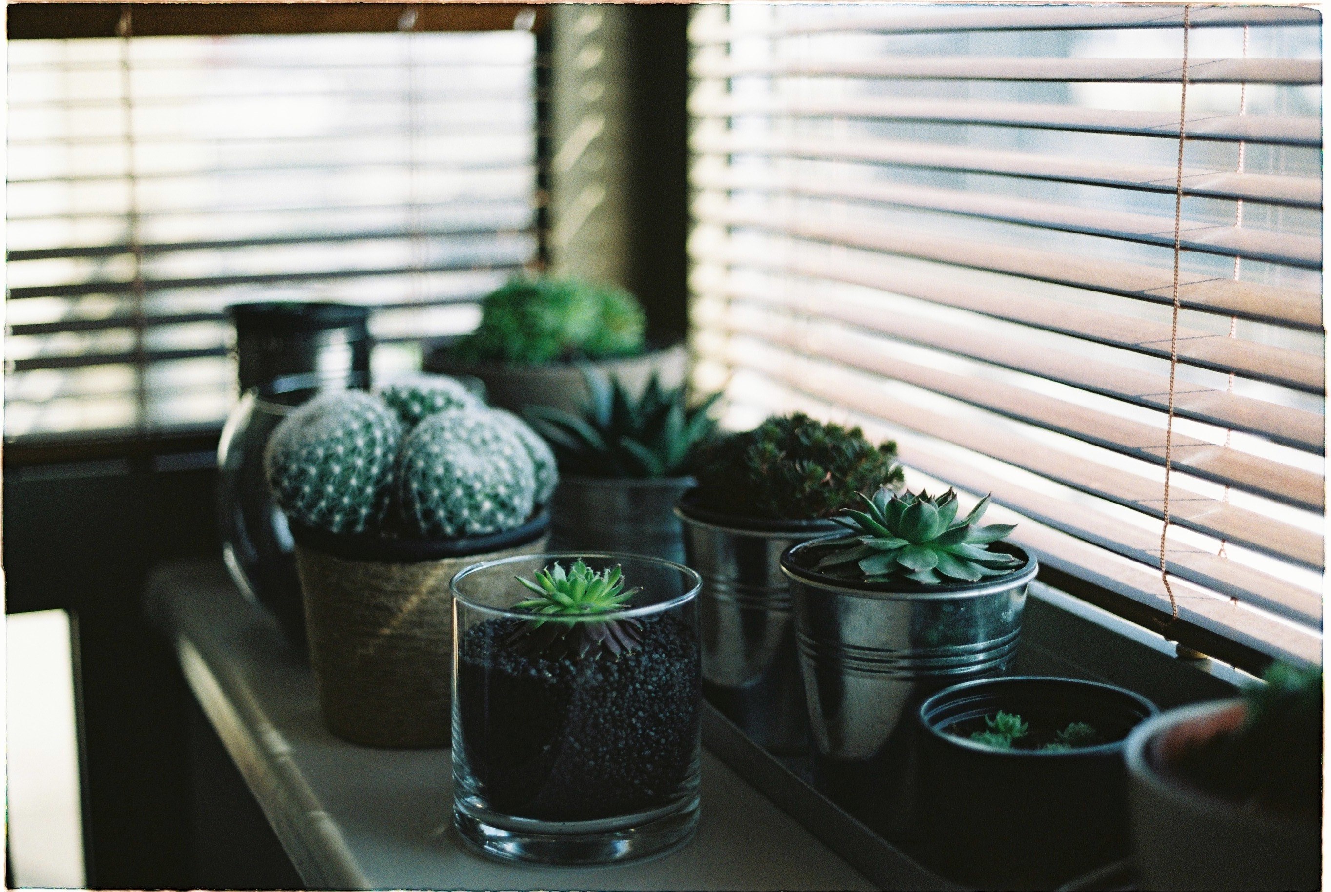 plant cactu pot and succulent 4k, HD Wallpaper