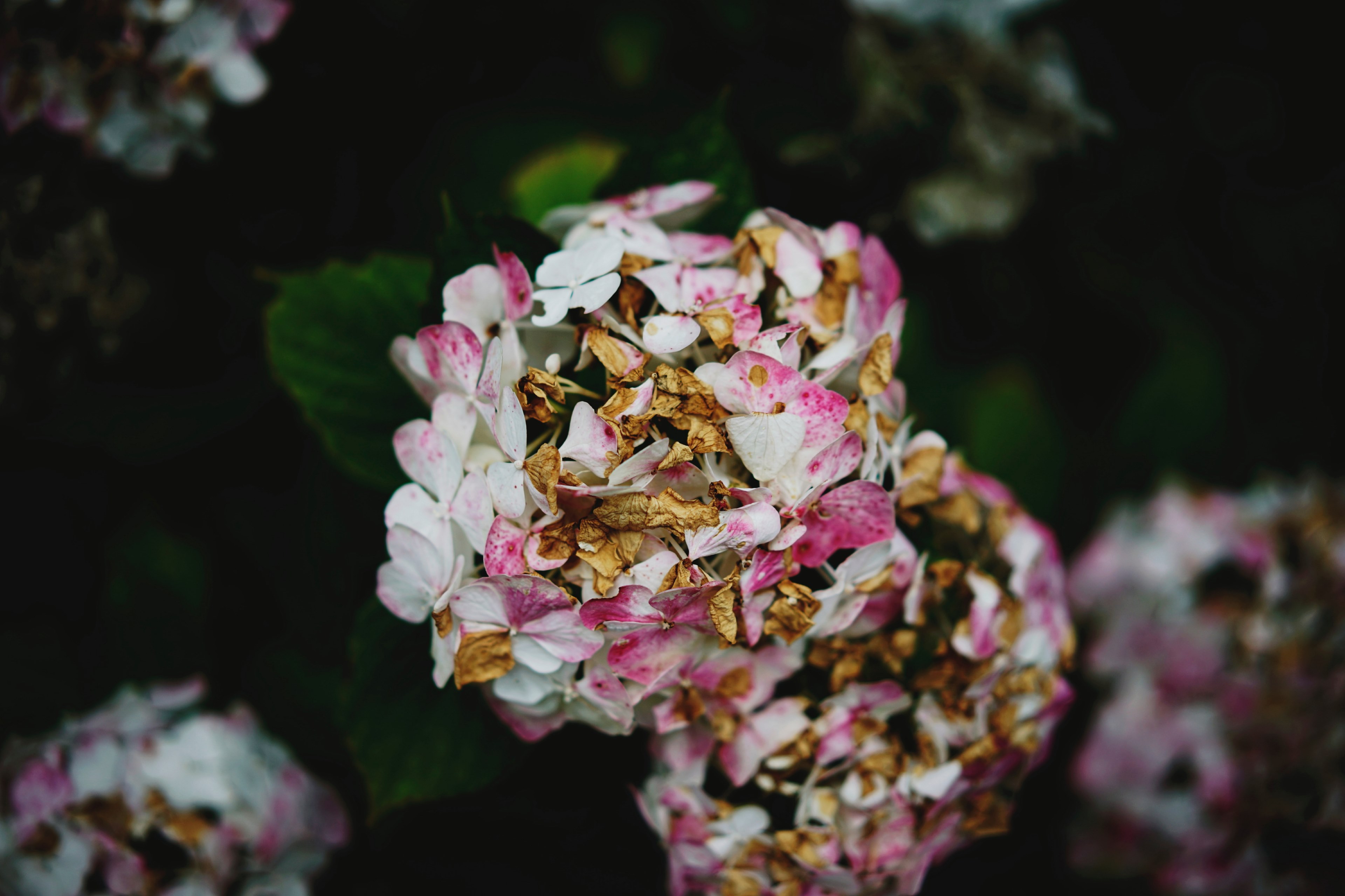 closeup macro nature and withered 4k, HD Wallpaper
