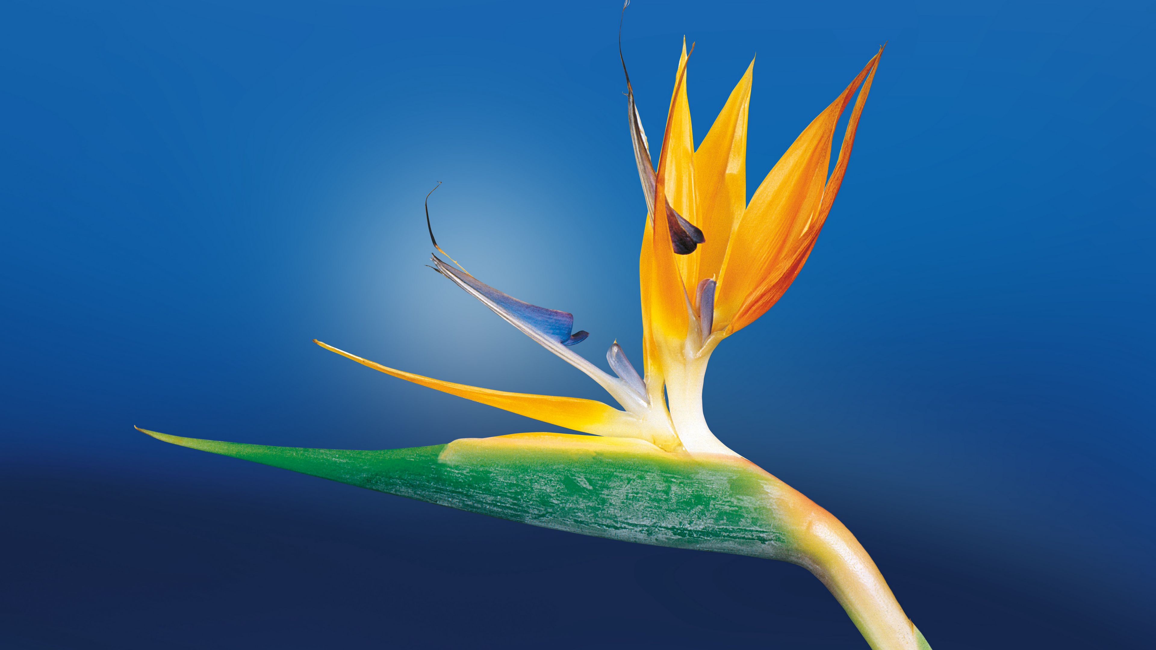 flower, bud, close-up, 4k, HD Wallpaper