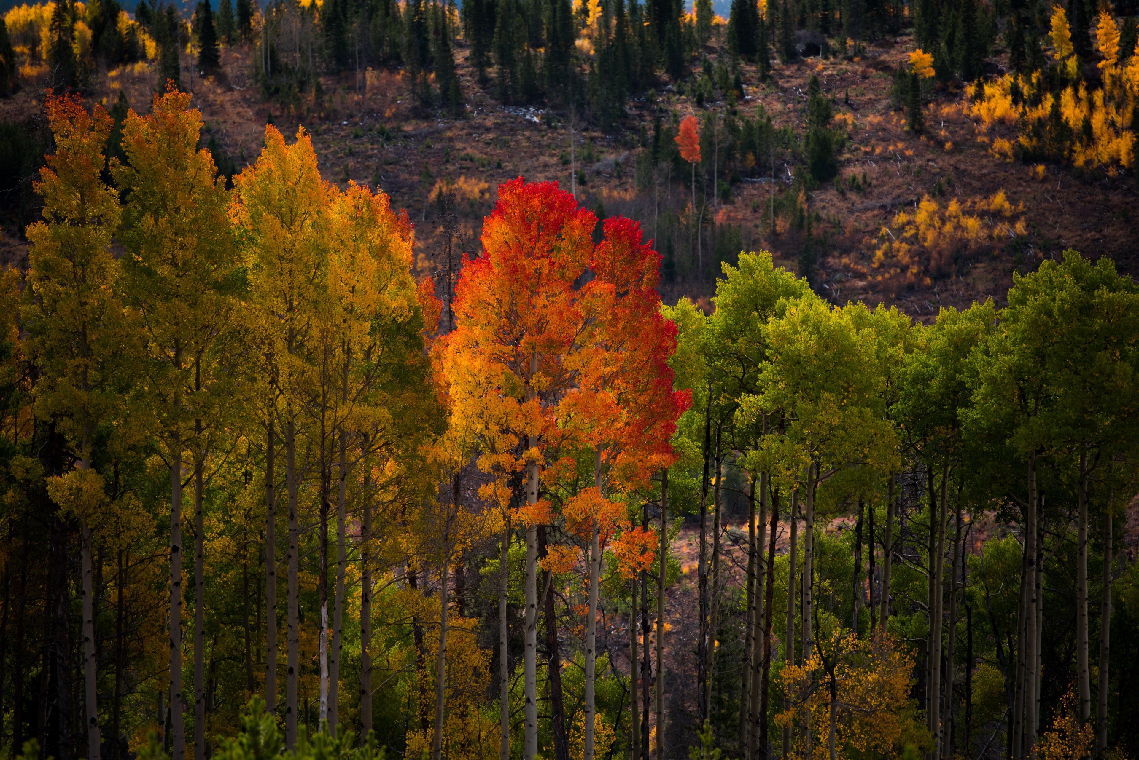 autumn tree leaf colour change and color change 4k, HD Wallpaper
