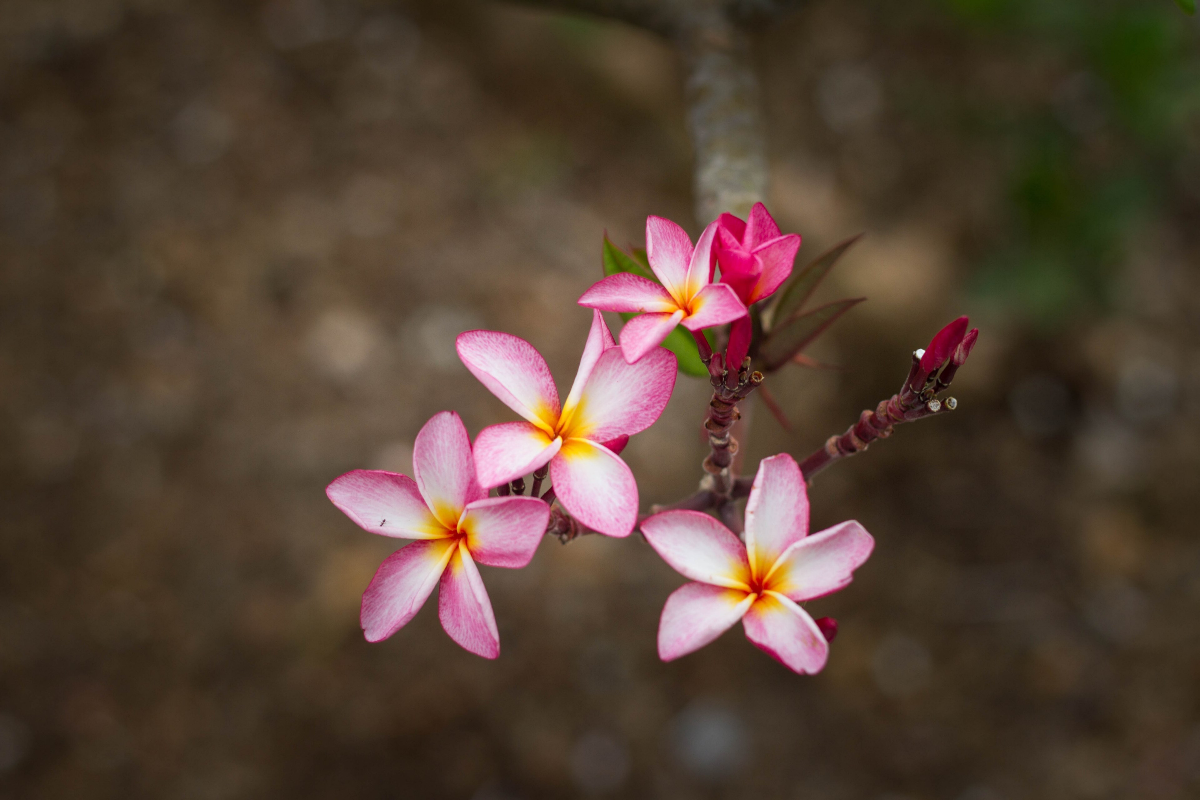 flower plant petal and pink 4k, HD Wallpaper