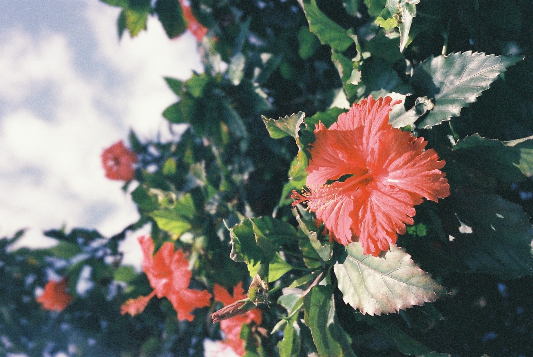 close up of red leaf like flowers among green leaves, red leaf like flowers 4k, HD Wallpaper