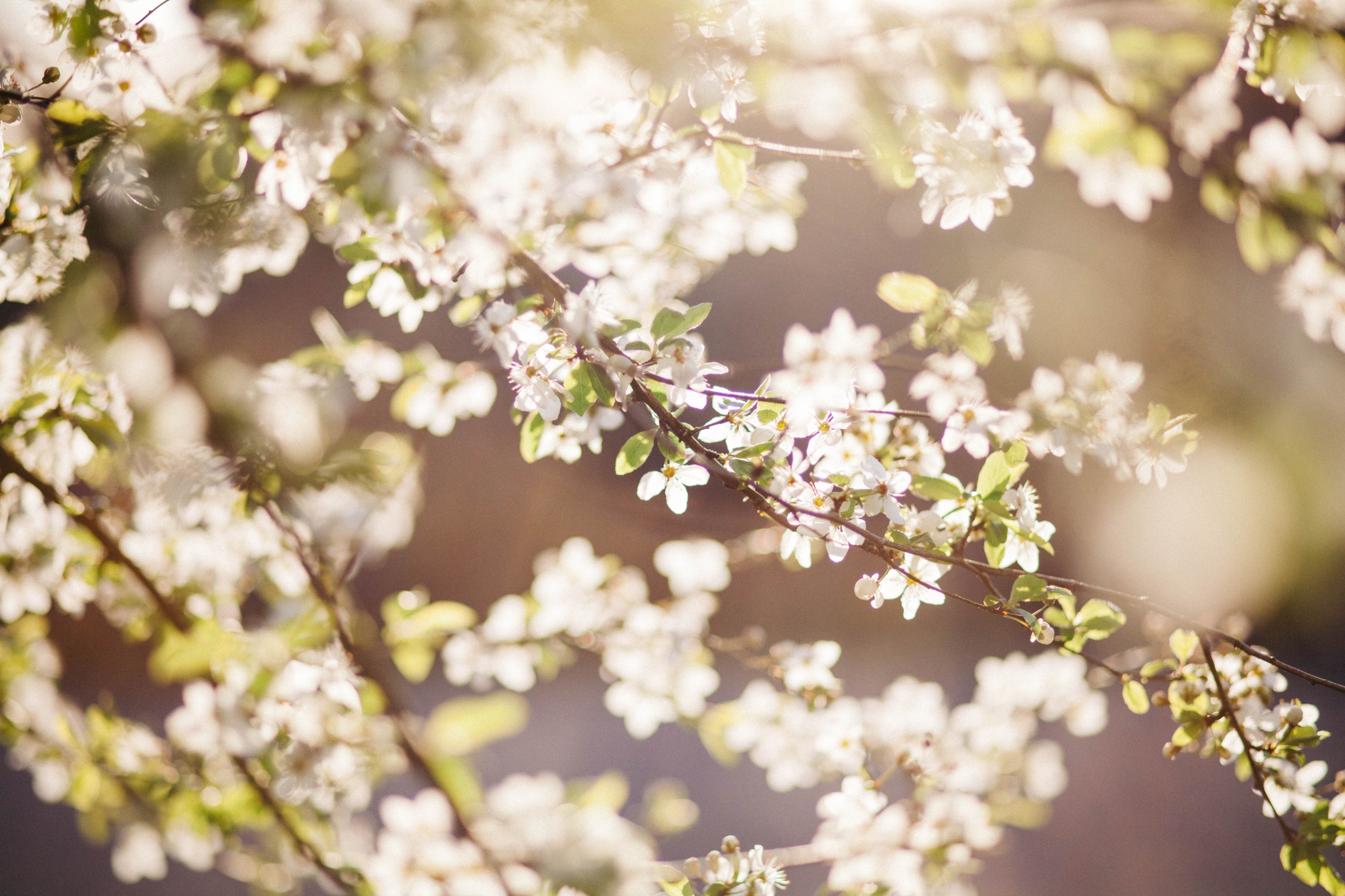 sun drenched branch with white blossom flowers in spring bellingham, spring 4k, HD Wallpaper