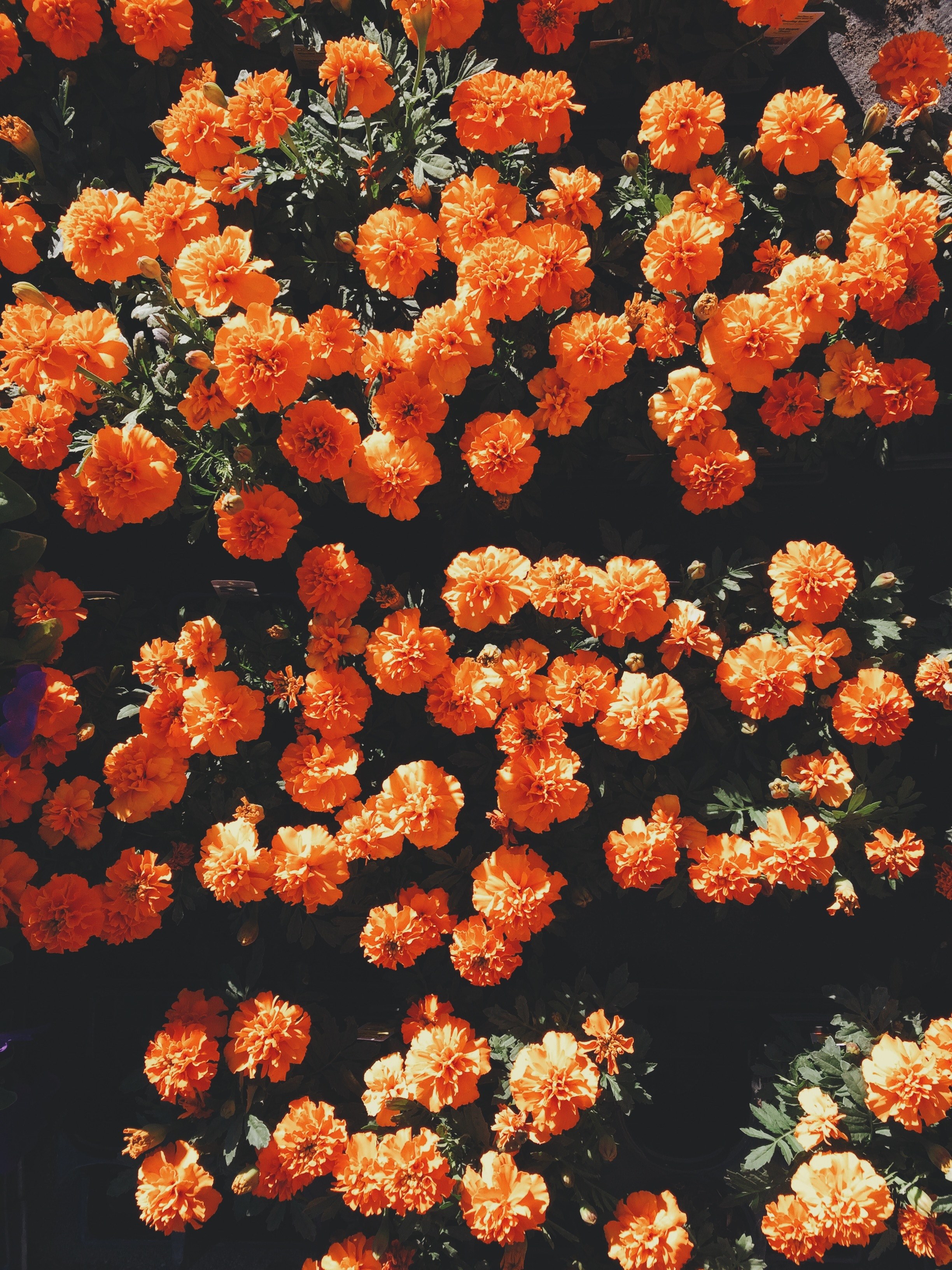 an overhead shot of a vibrant orange flower bed, captivating orange flower bed 4k, Phone HD Wallpaper