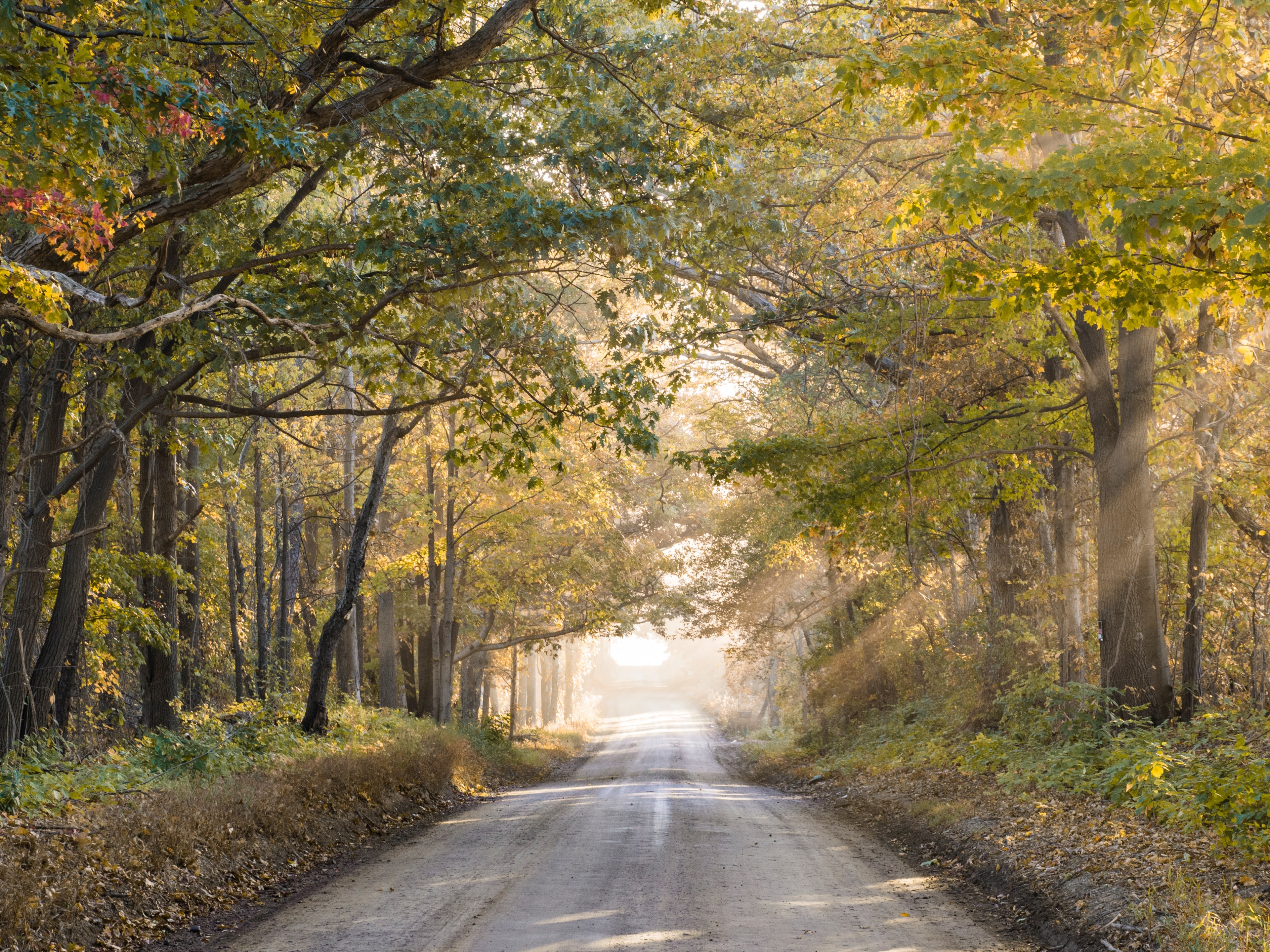 road tree woodland and forest 4k, HD Wallpaper