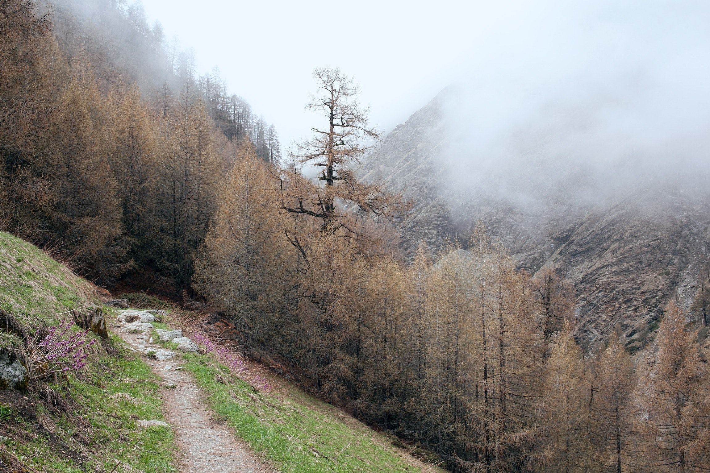 a footpath leading into a coniferous forest at the foot of a mountain, footpath near a foggy mountain 4k, HD Wallpaper