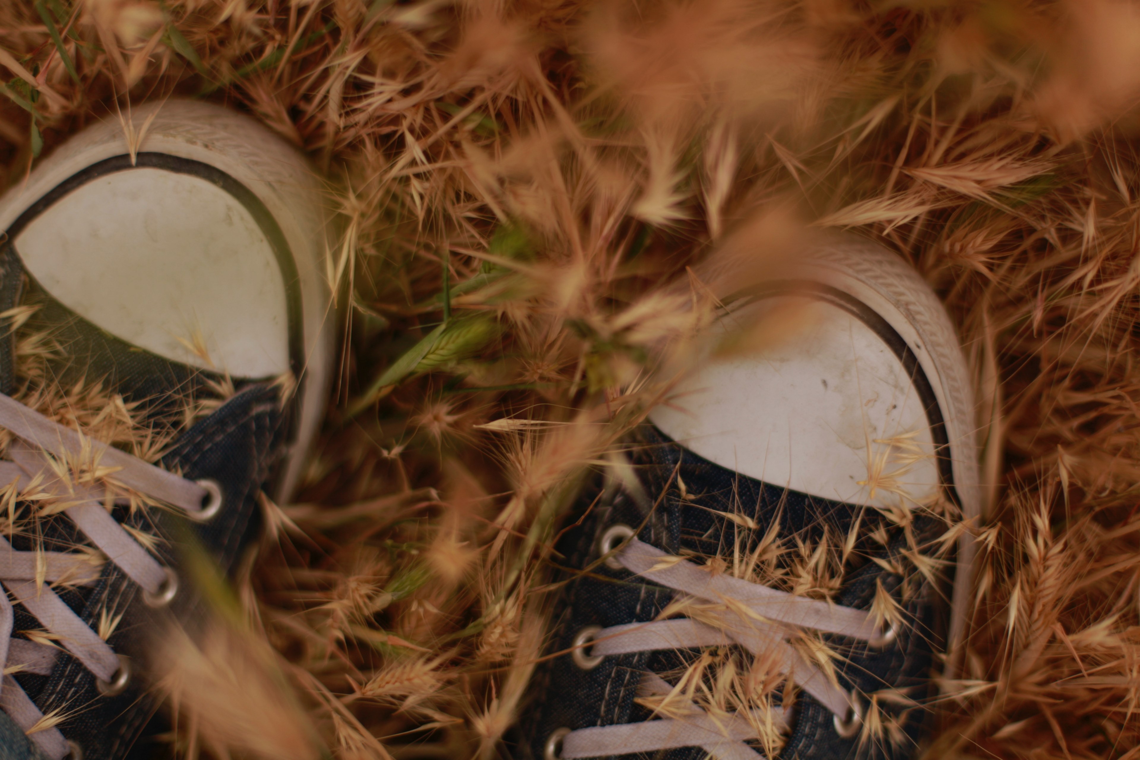 shoe vintage sneaker and grass 4k, HD Wallpaper