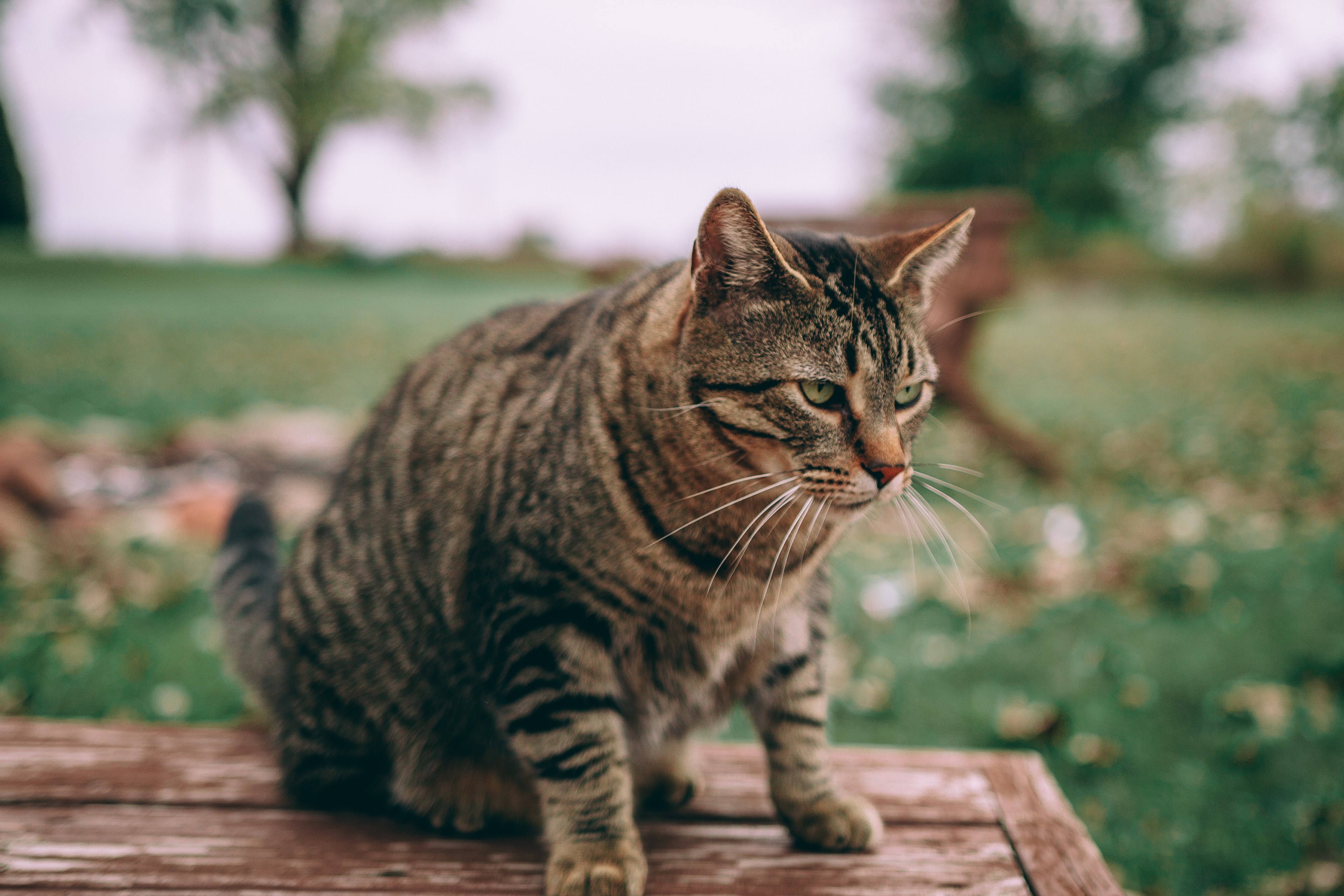 Деревянная Кошка Фото